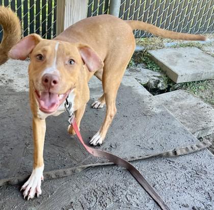 Split, Adoptable, Young Female Mixed Breed & Mixed Breed.