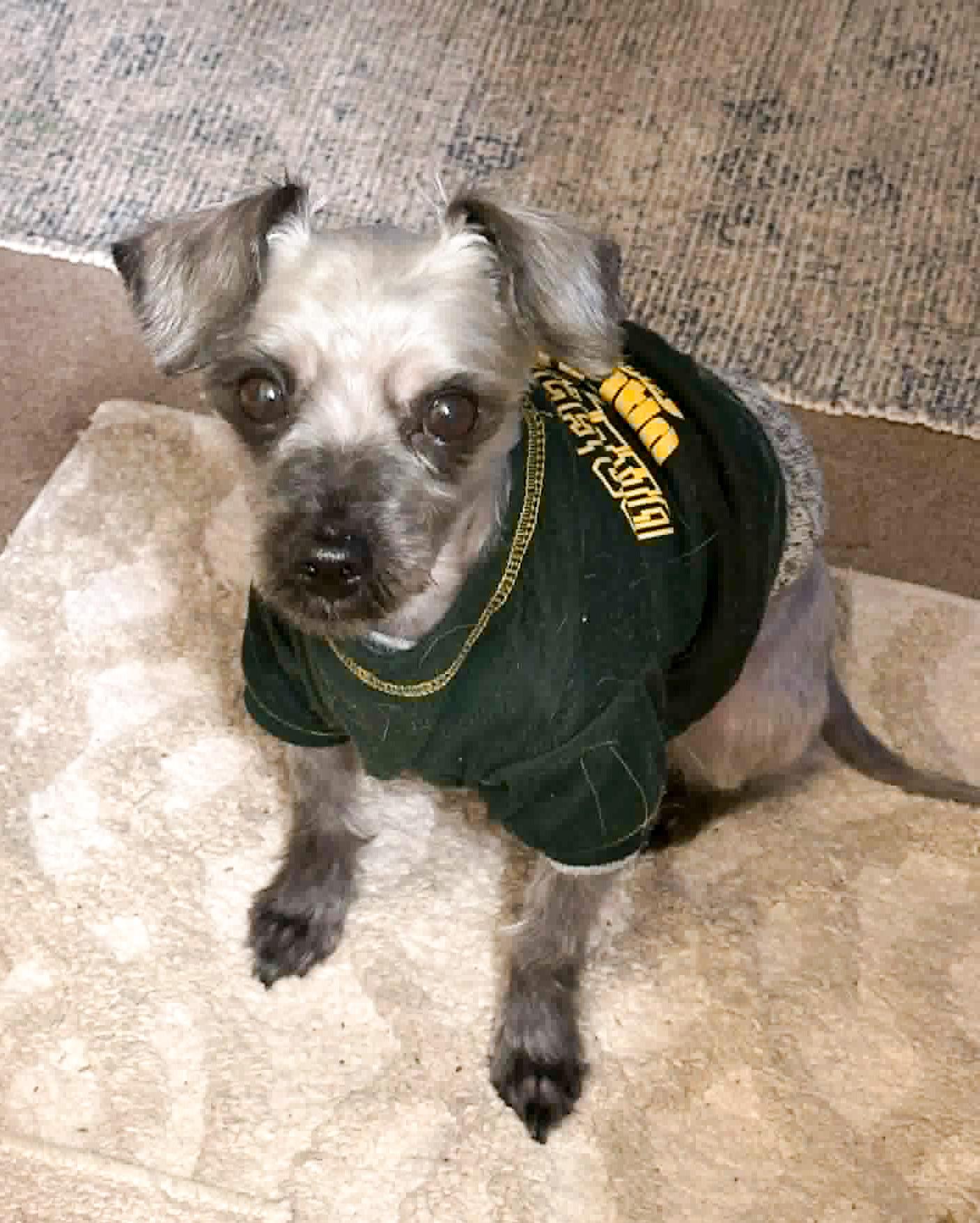 DEXTER, Adoptable, Adult Male Maltese & Havanese.