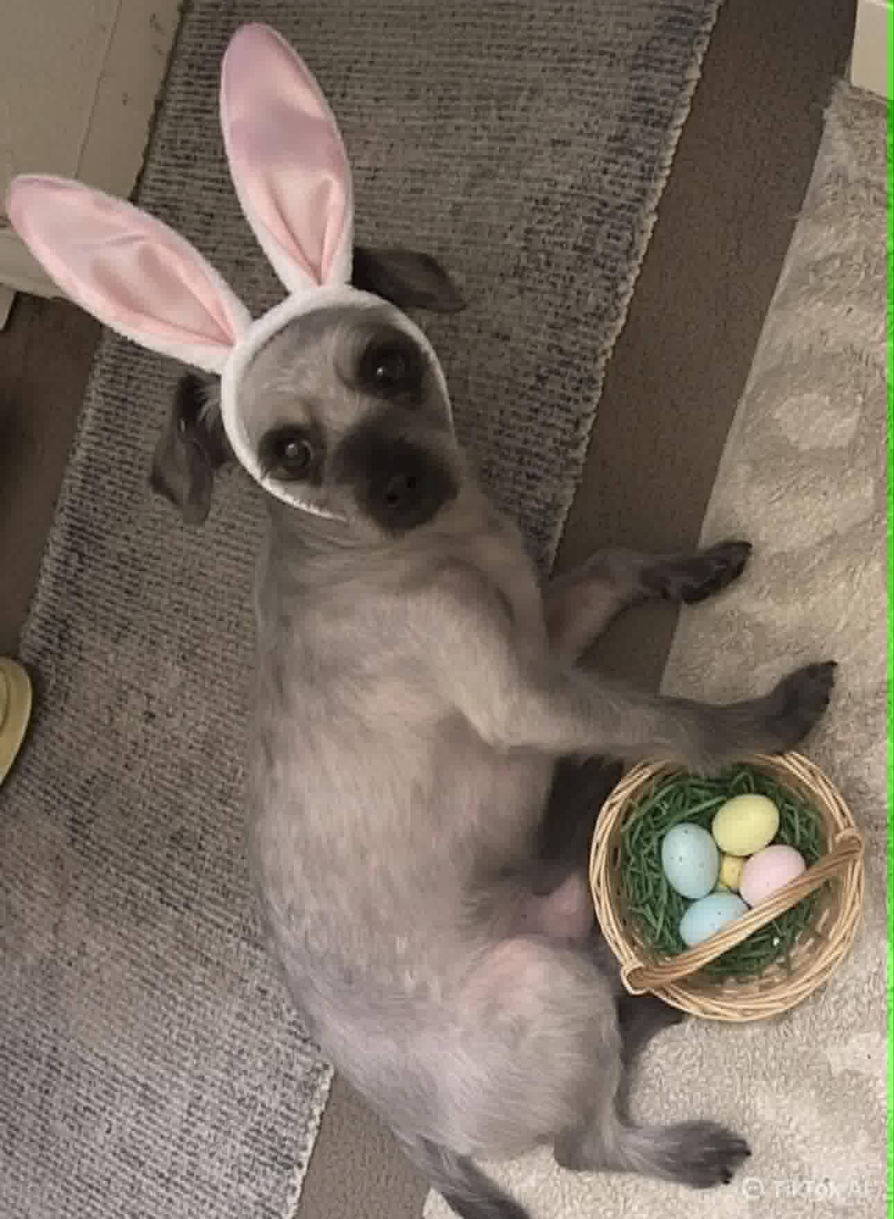 Enlarge DEXTER, a Adoptable mixed breed in Westmont, IL image 5/6