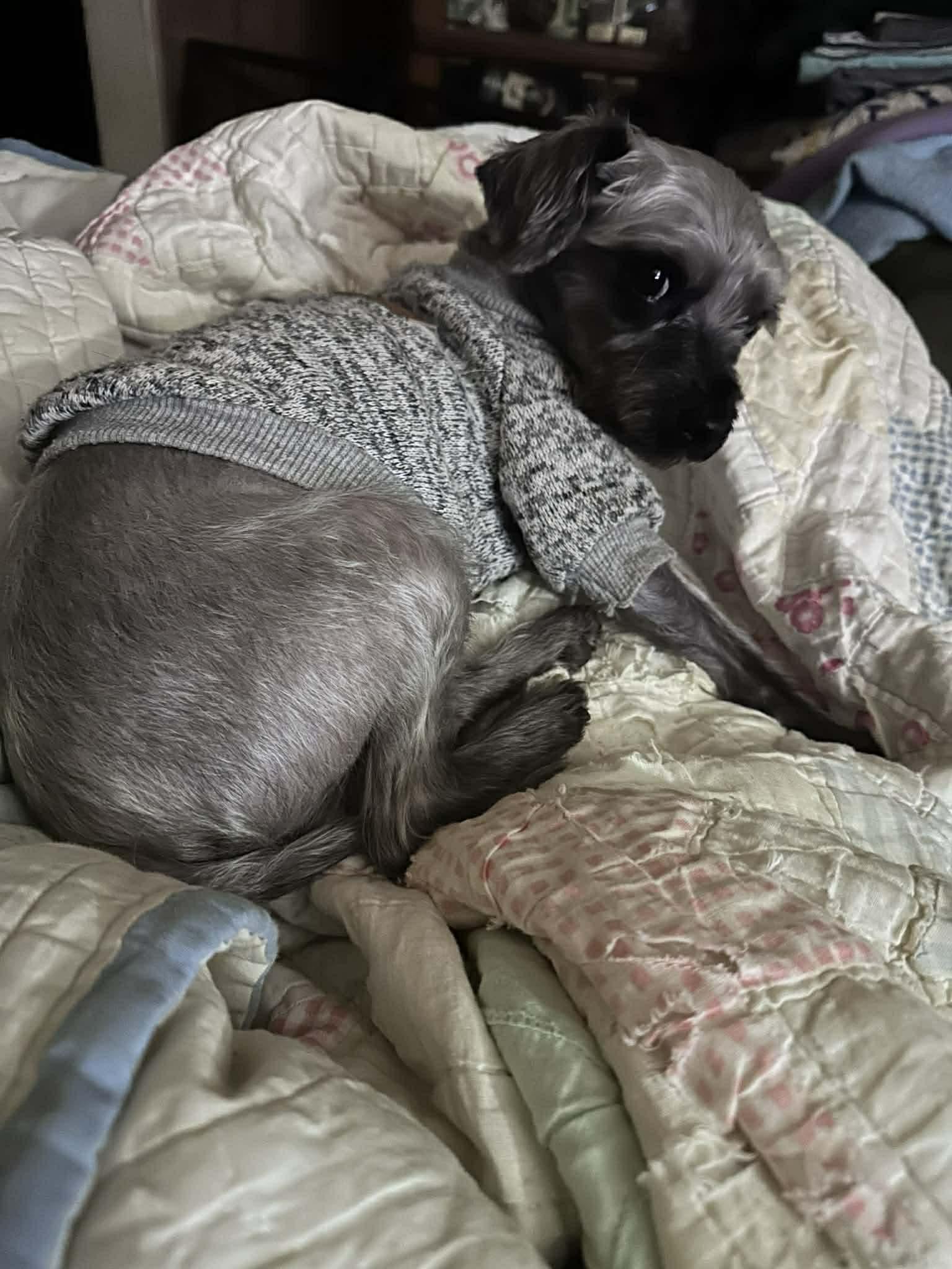 Enlarge DEXTER, a Adoptable mixed breed in Westmont, IL image 3/6