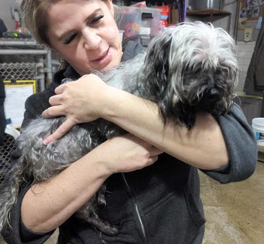 Enlarge DEXTER, a Adoptable mixed breed in Westmont, IL image 6/6