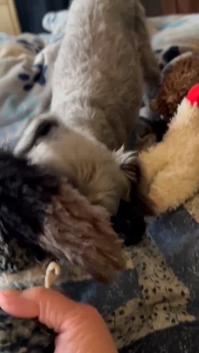 Enlarge DEXTER, a Adoptable mixed breed in Westmont, IL video 4/6