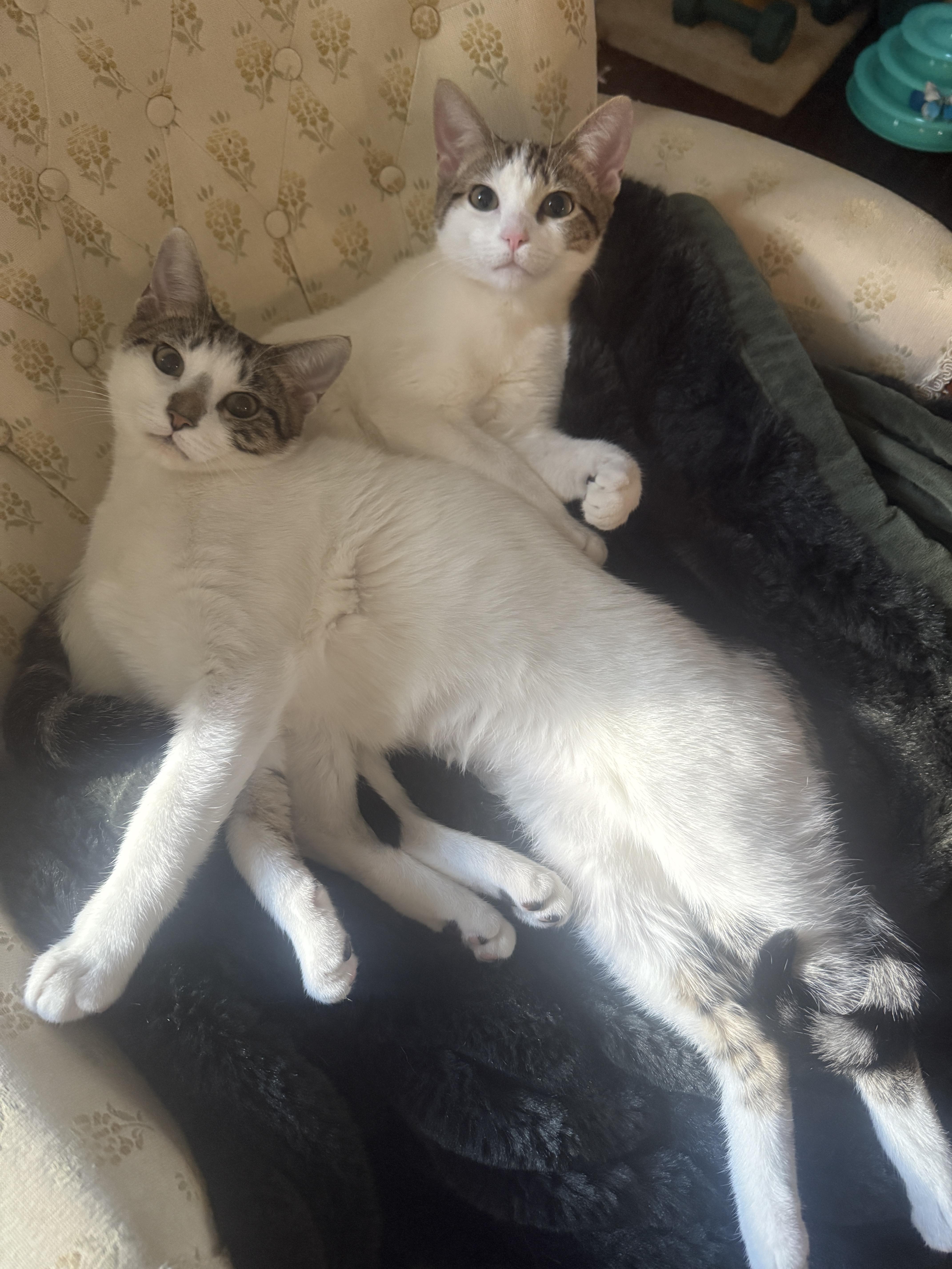 Hazel and Willow (Bonded Pair)