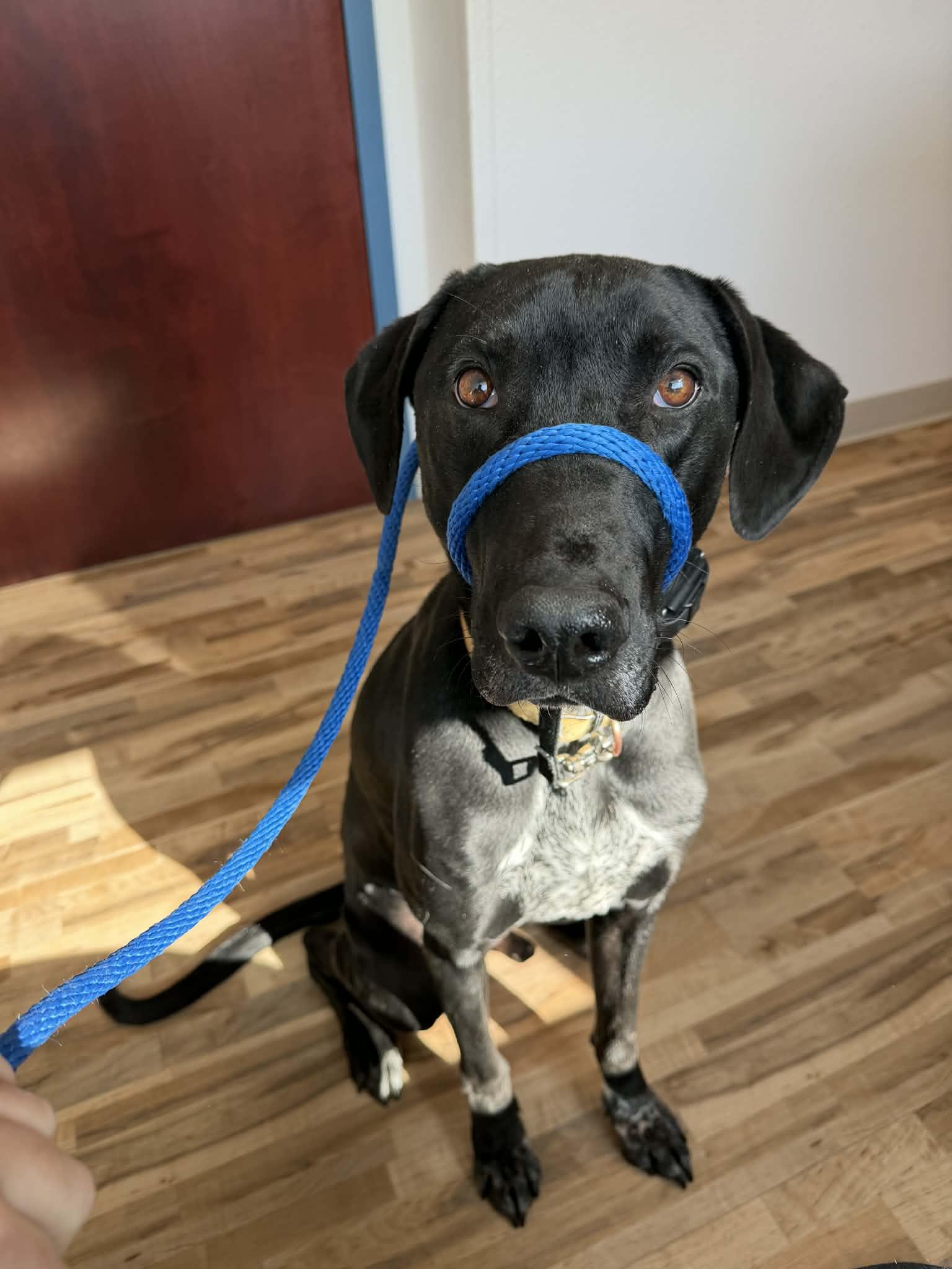 Kipper, Adoptable, Adult Male Doberman Pinscher & Great Pyrenees.