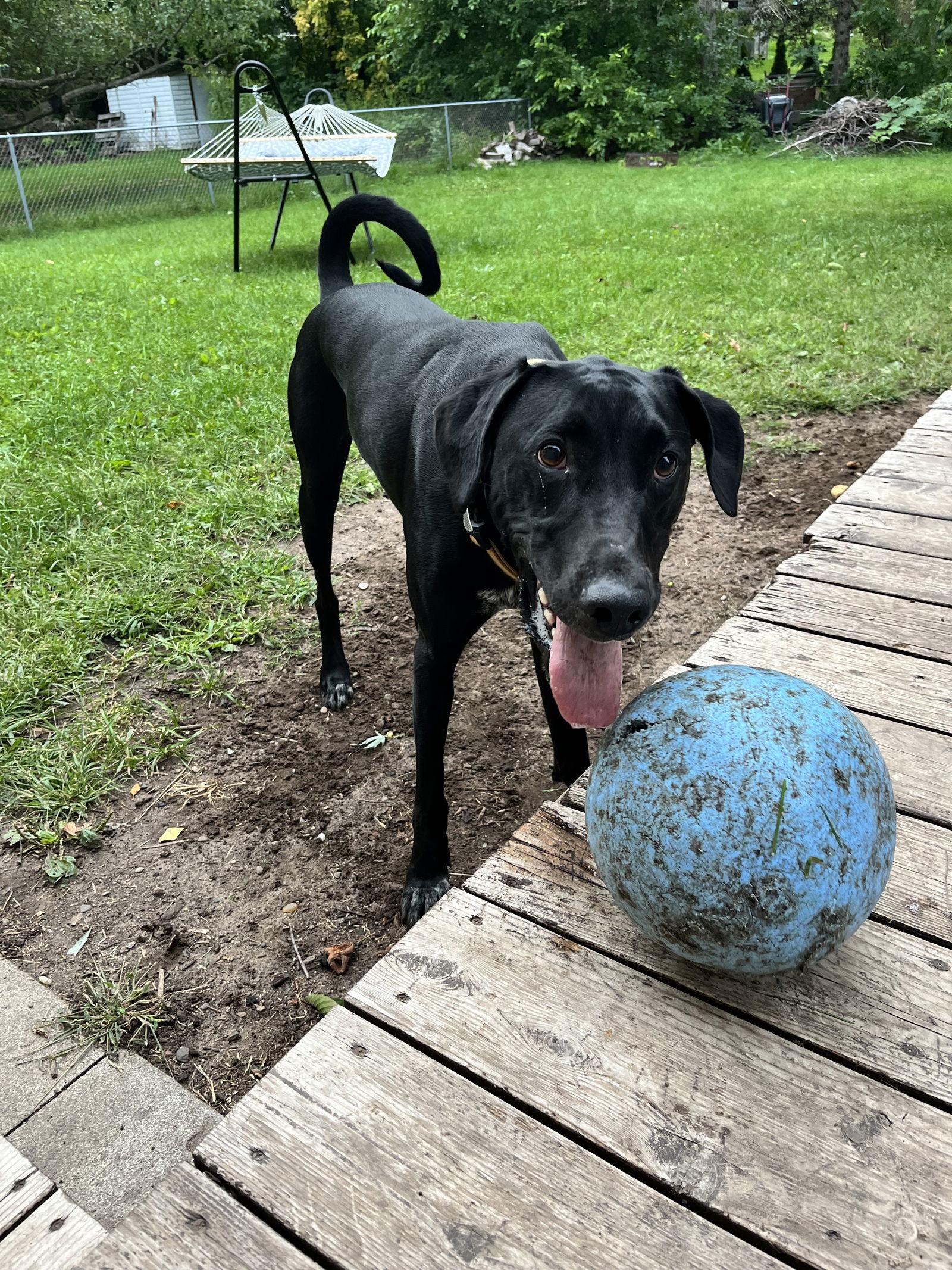 Kipper, Adoptable, Adult Male Doberman Pinscher & Great Pyrenees.
