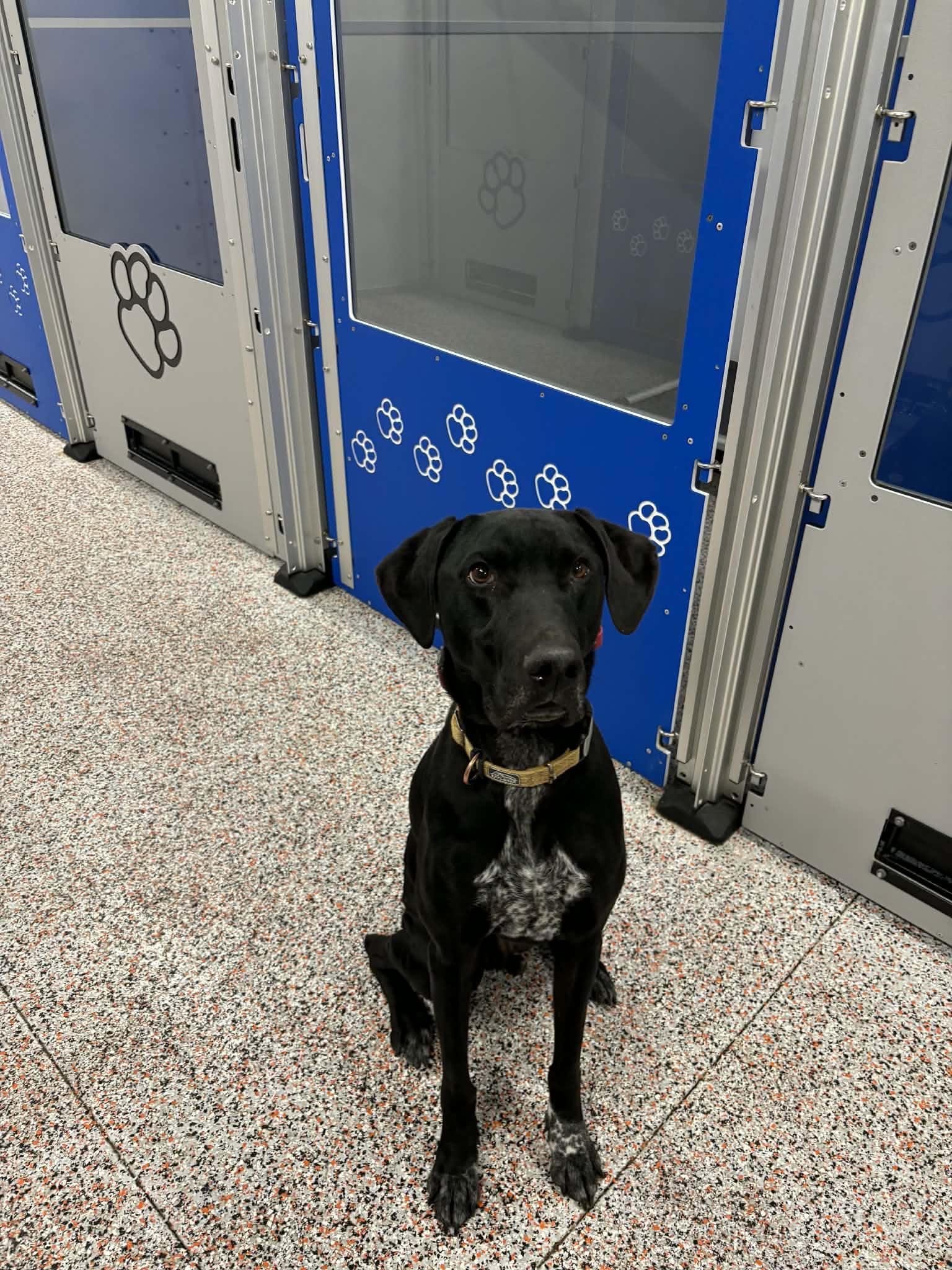 Enlarge Kipper, a Adoptable mixed breed in Buffalo, MN image 1/3