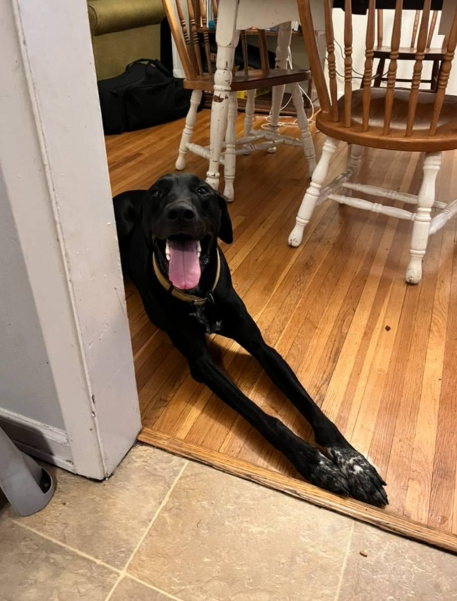 Kipper, Adoptable, Adult Male Doberman Pinscher & Great Pyrenees.