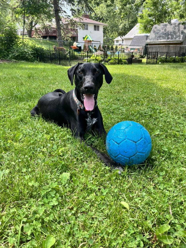 Kipper, a Adoptable mixed breed in Buffalo, MN image 2/3