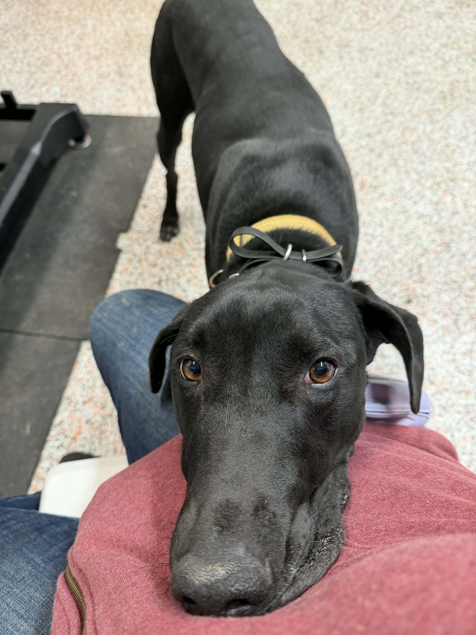 Enlarge Kipper, a Adoptable mixed breed in Buffalo, MN image 3/3