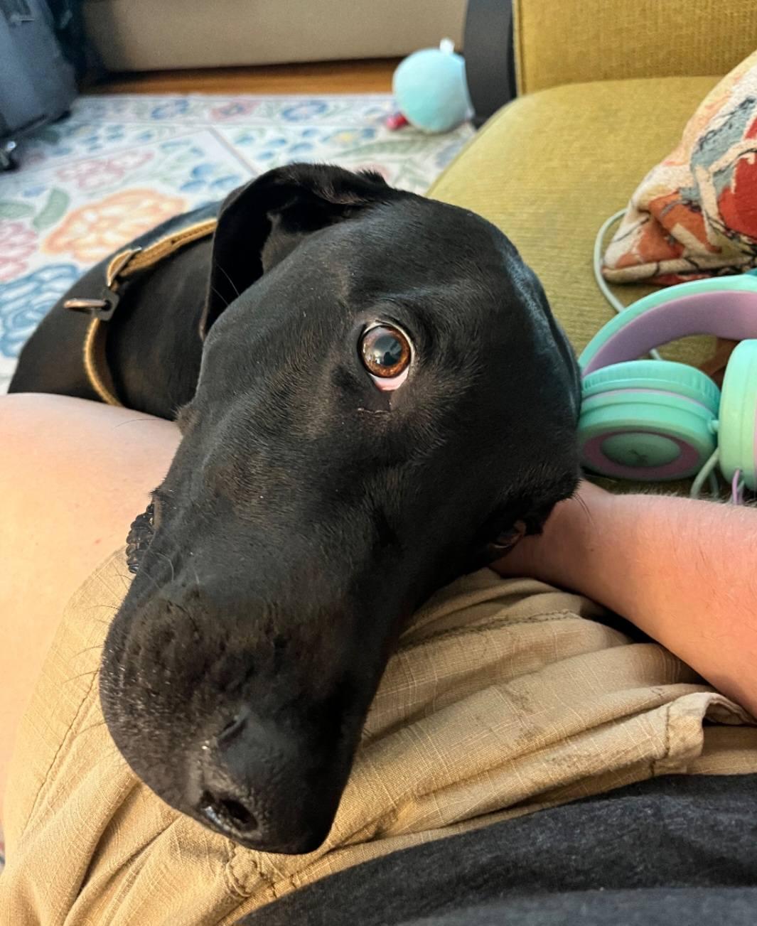 Kipper, a Adoptable mixed breed in Buffalo, MN image 3/3