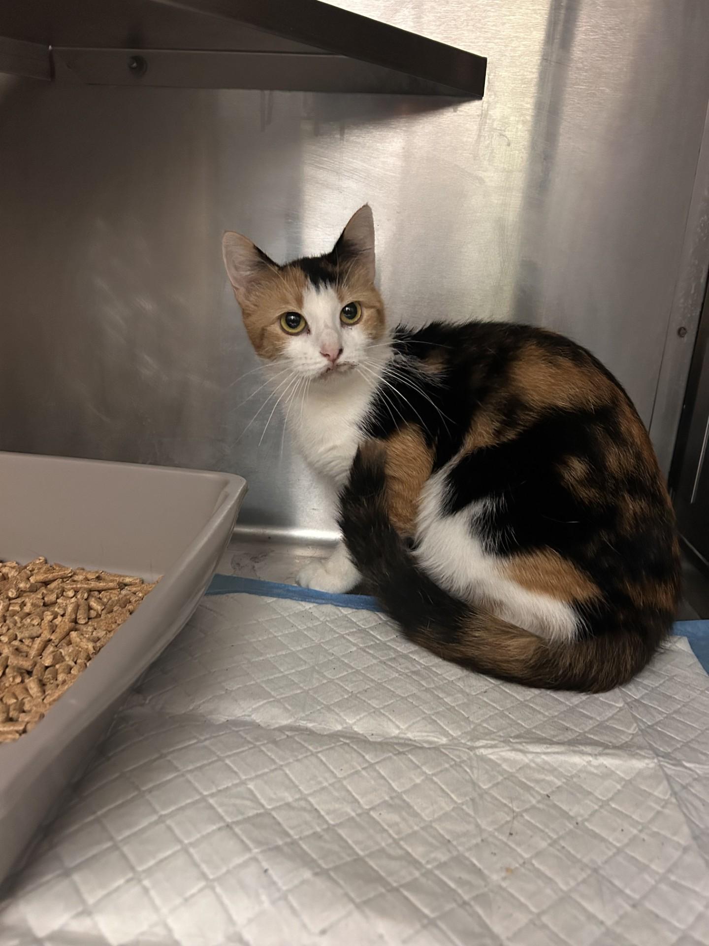 Enlarge Lagitha, a other Domestic Short Hair in Germanton, NC image 1/1