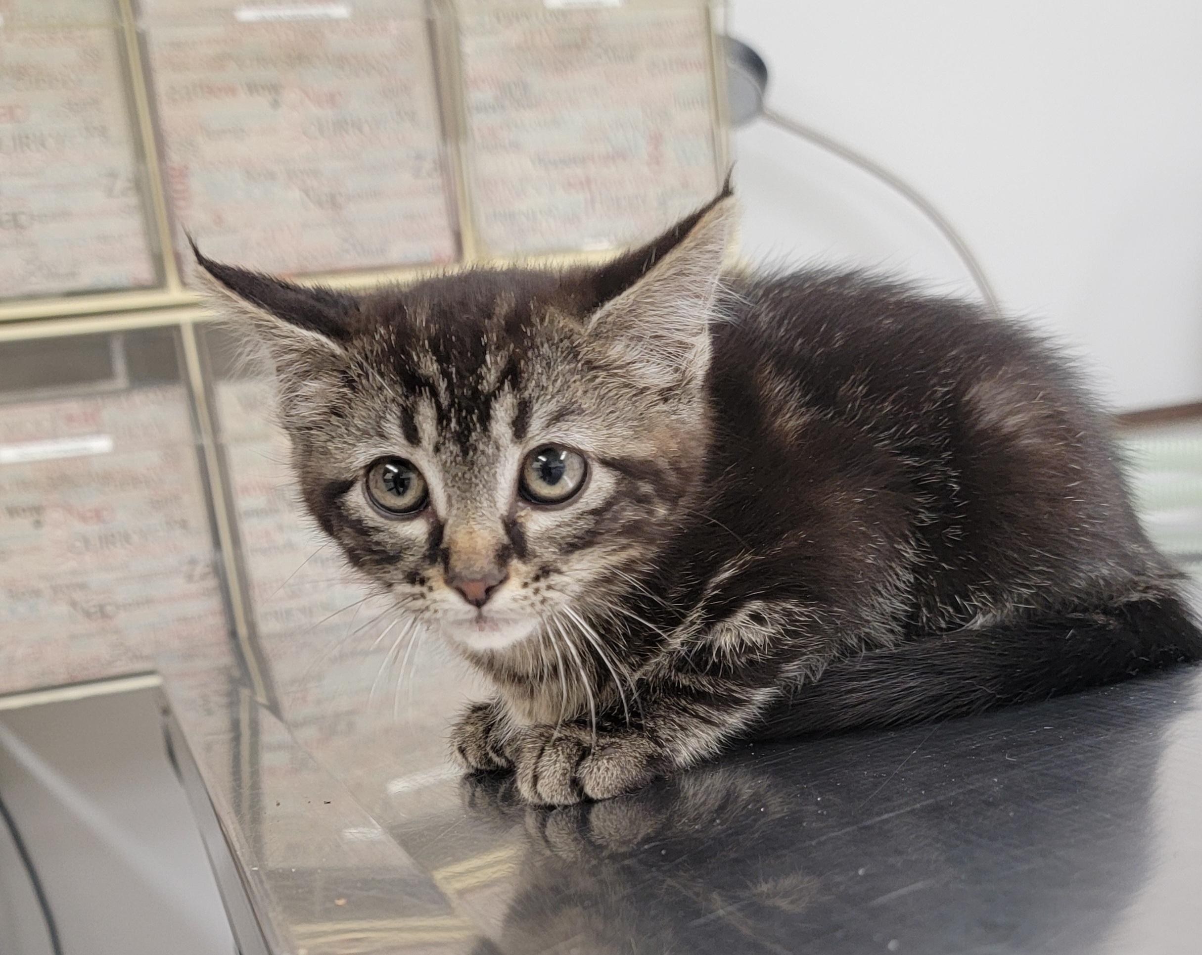 Enlarge Pablo, a ADOPTABLE American Shorthair in Pueblo, CO image 1/1