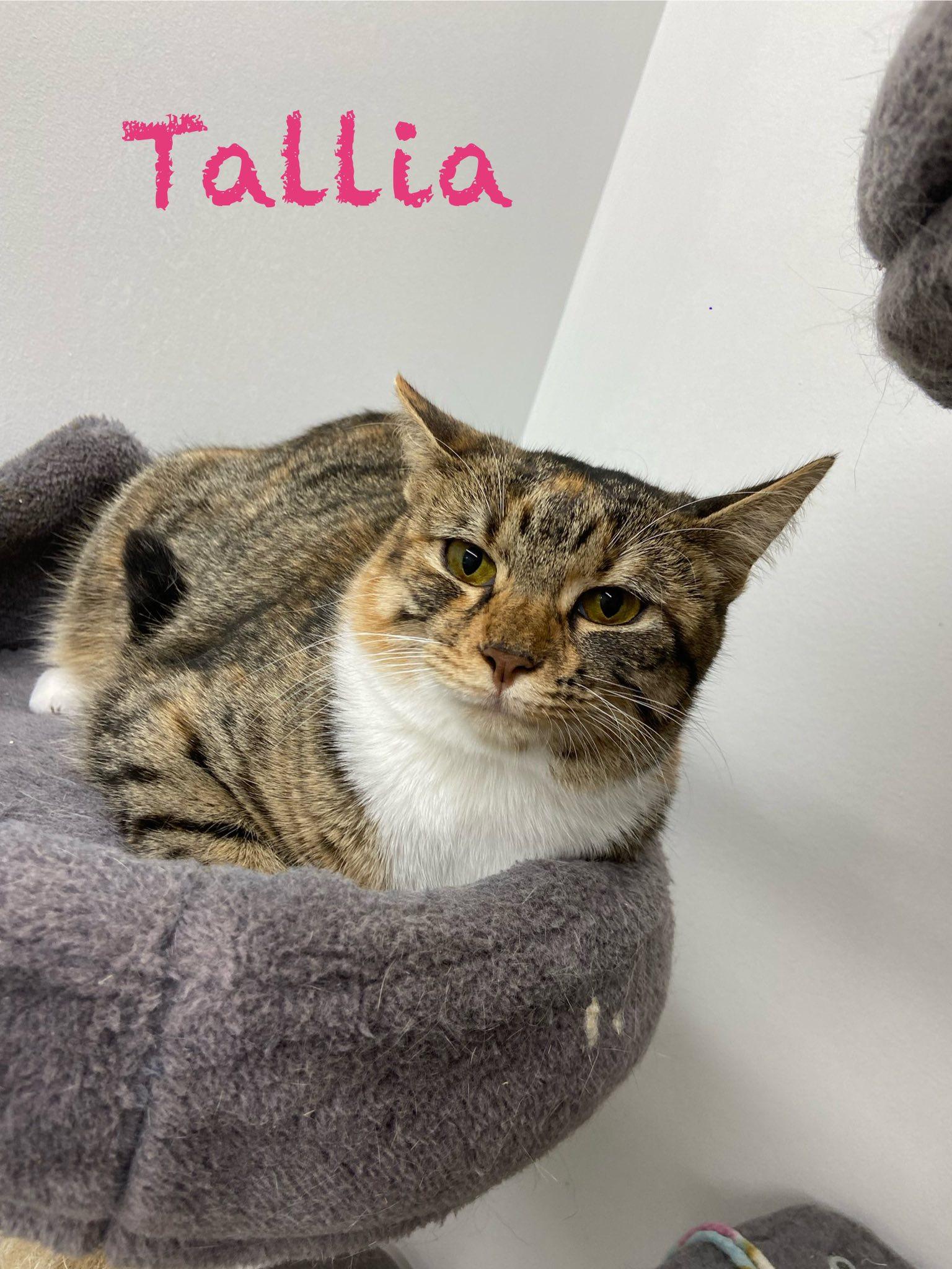 Telaya, a Adoptable Domestic Short Hair in Clarksville, TN image 1/3