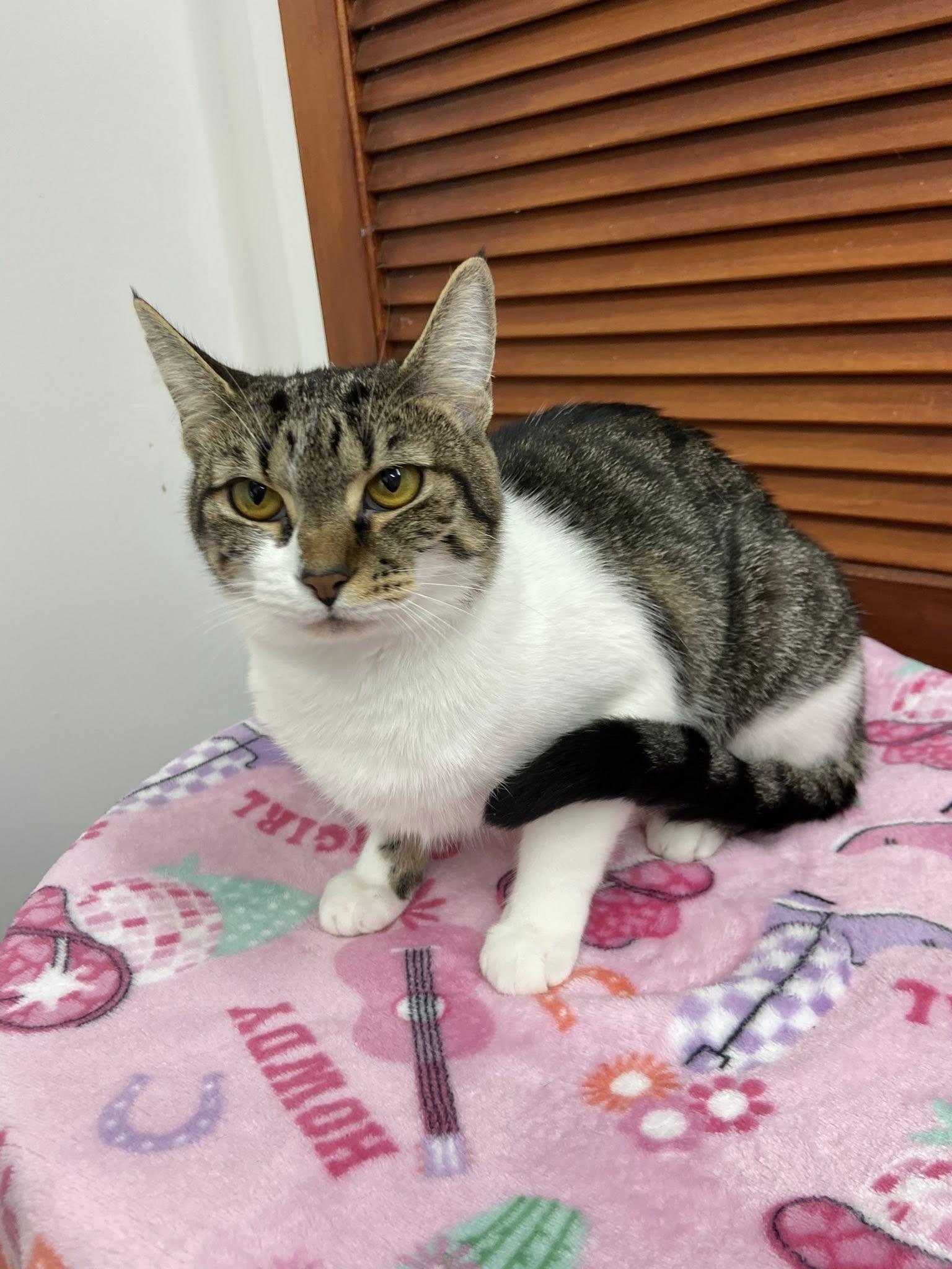 Telaya, a Adoptable Domestic Short Hair in Clarksville, TN image 2/3