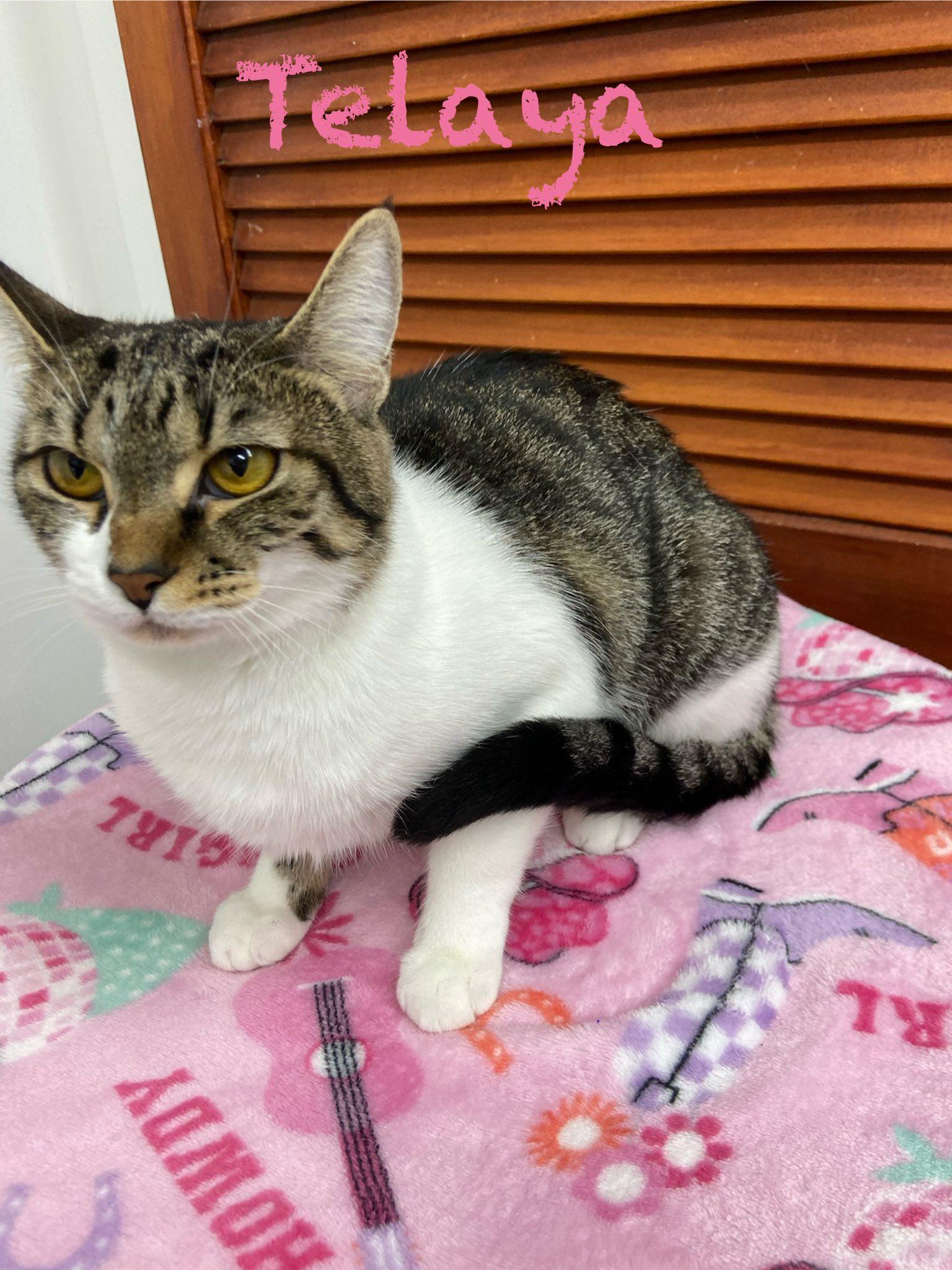 Telaya, Young Female Domestic Short Hair