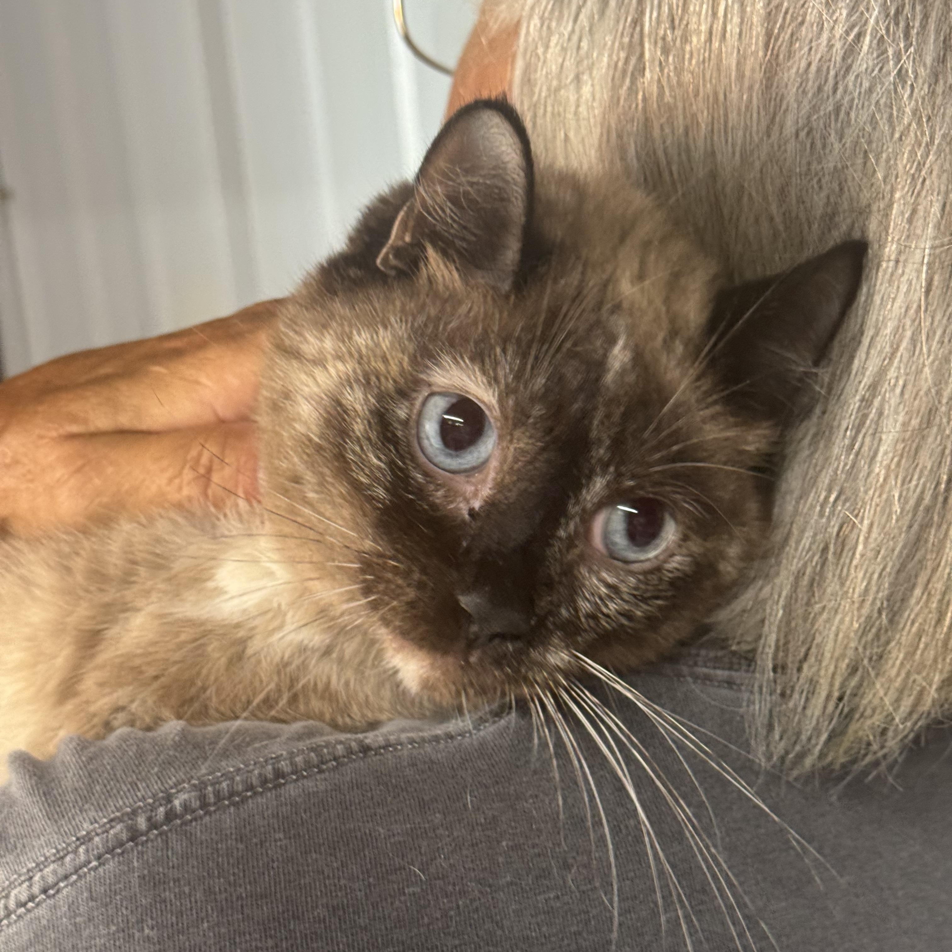 Tippy Toe Marmalade 9030, adopted, Adult Female Siamese.