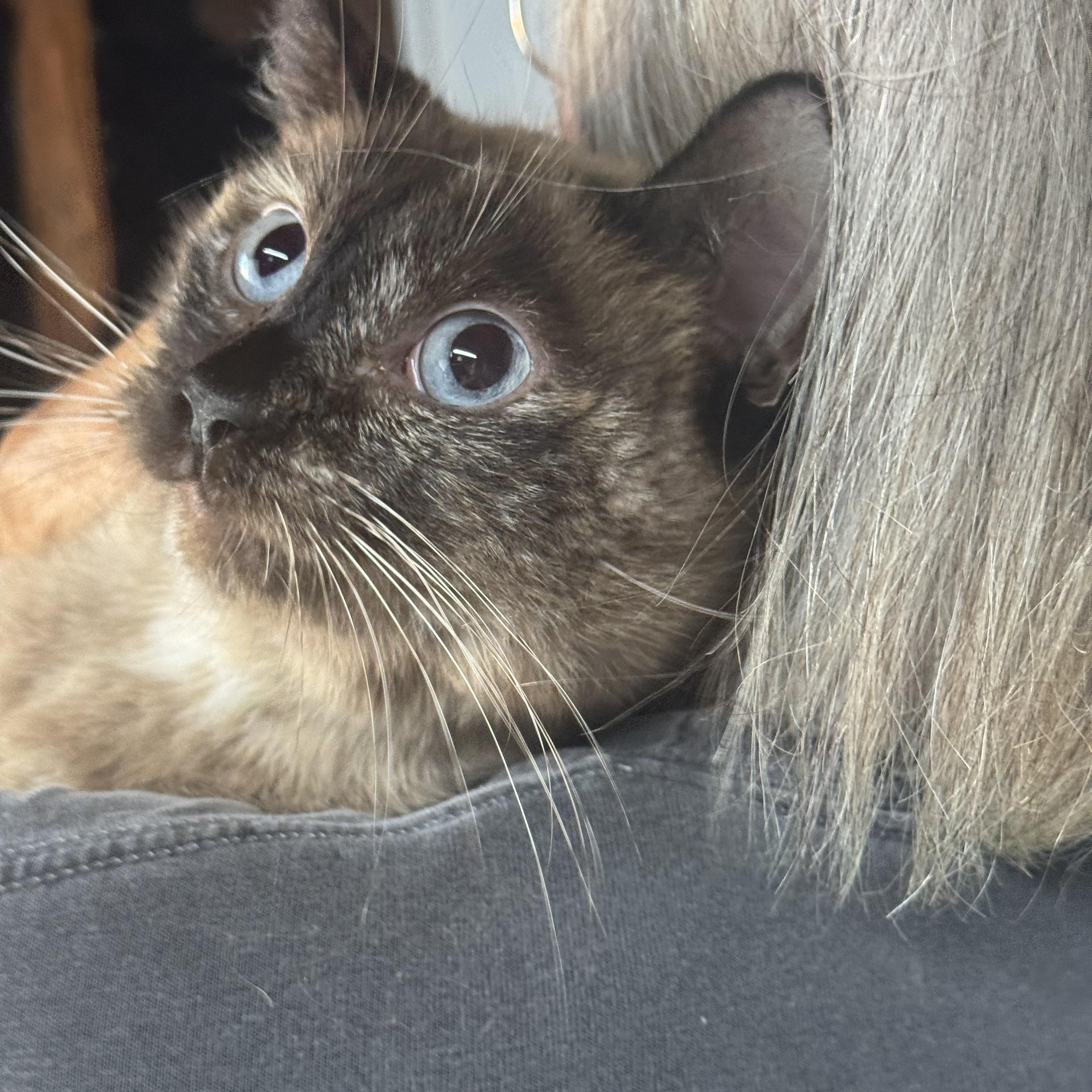 Tippy Toe Marmalade 9030, an adopted Siamese in Lees Summit, MO image 2/2