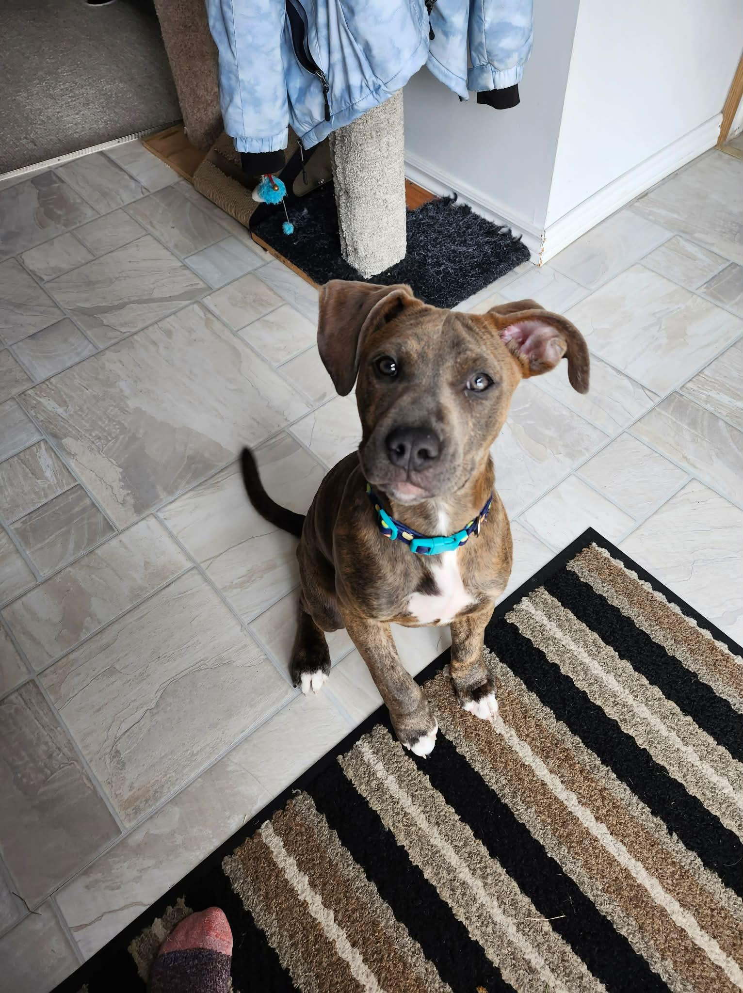 Enlarge Oscar, a ADOPTABLE mixed breed in Appin, ON image 1/6