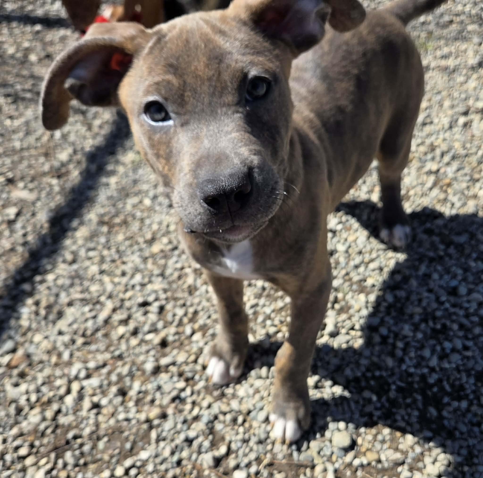 Enlarge Oscar, a ADOPTABLE mixed breed in Appin, ON image 3/6