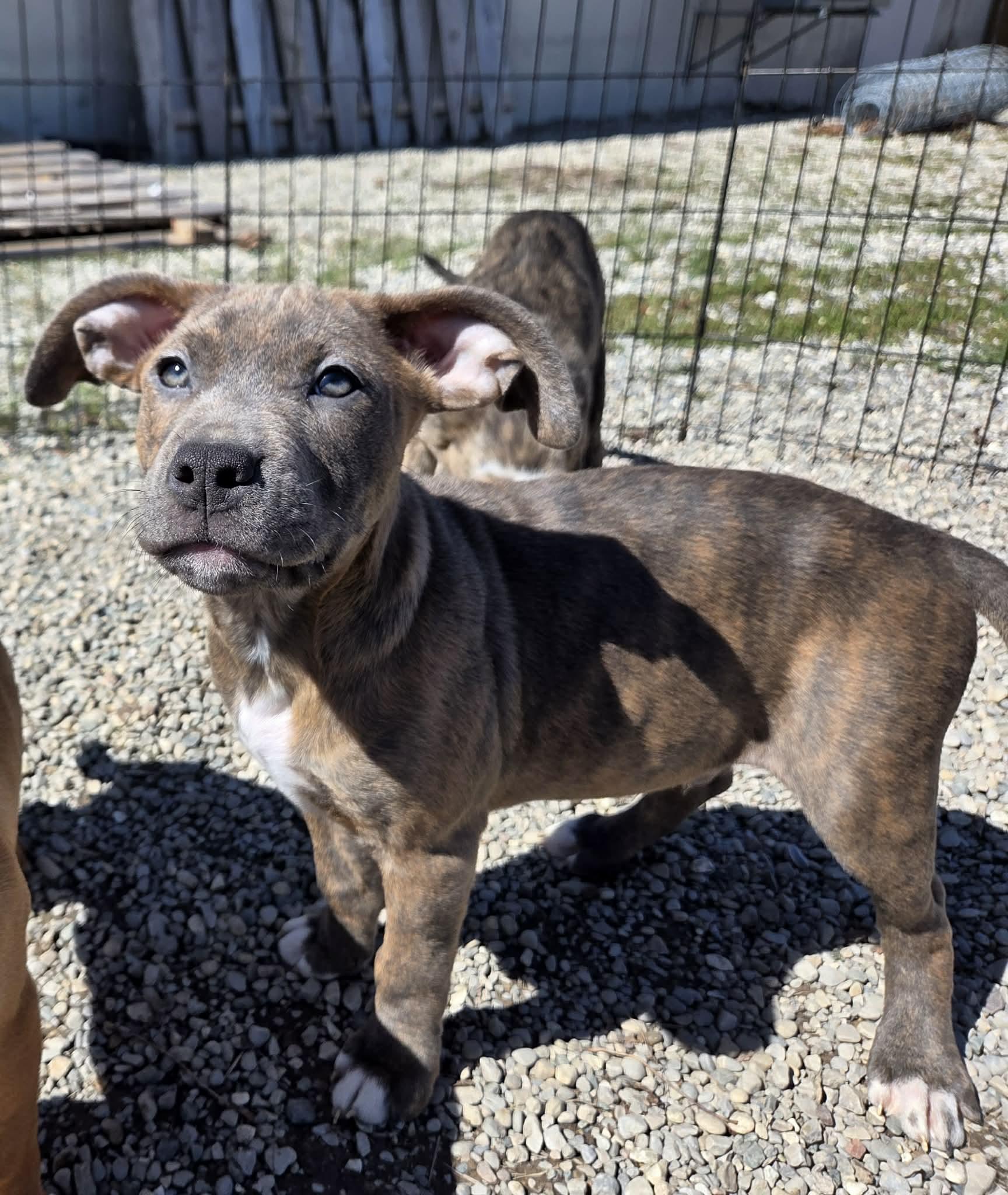 Enlarge Oscar, a ADOPTABLE mixed breed in Appin, ON image 4/6