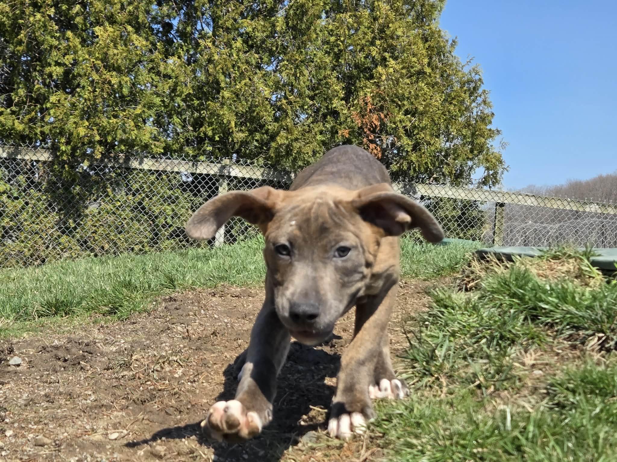 Enlarge Oscar, a ADOPTABLE mixed breed in Appin, ON image 5/6