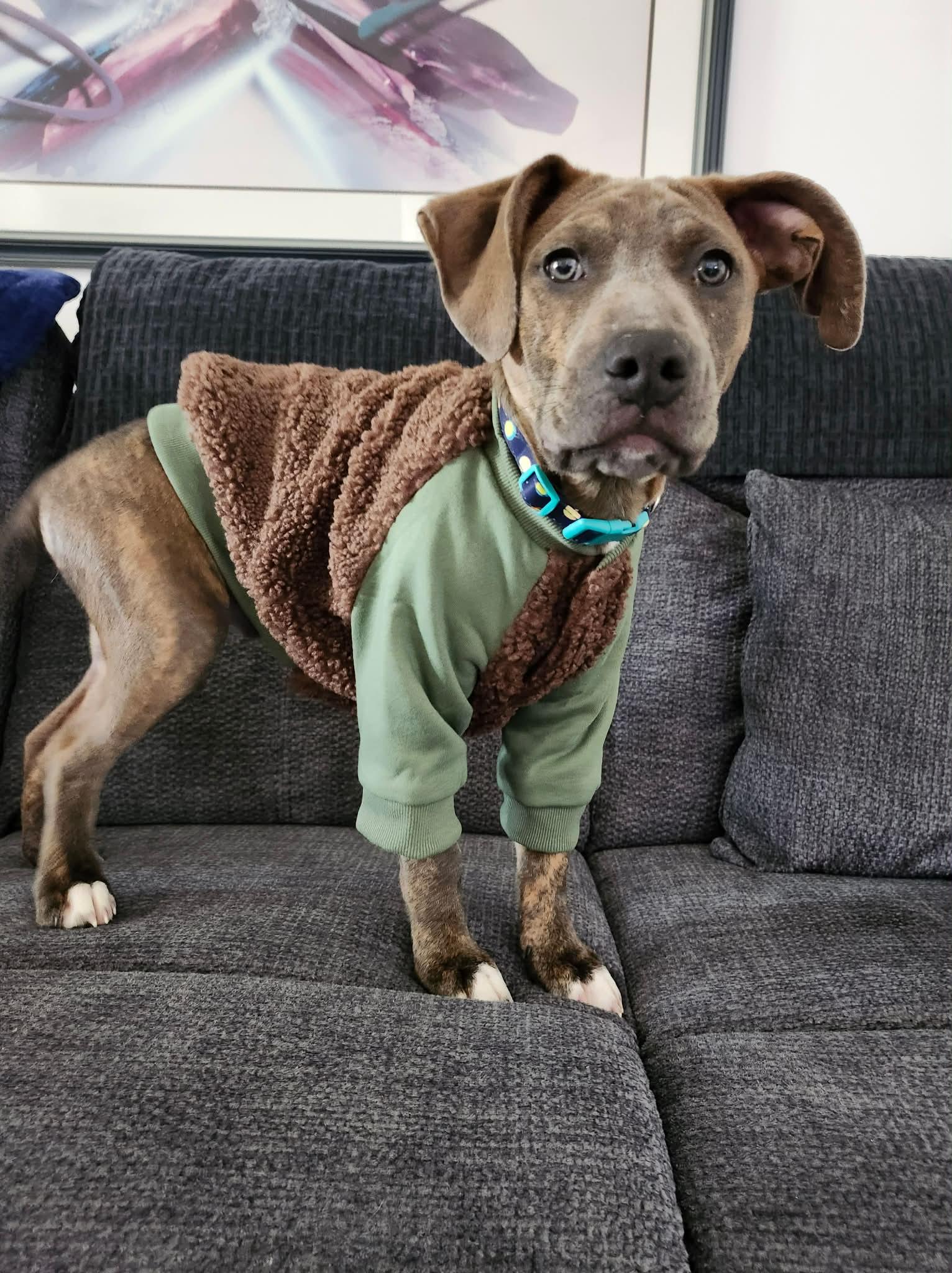 Enlarge Oscar, a ADOPTABLE mixed breed in Appin, ON image 2/6