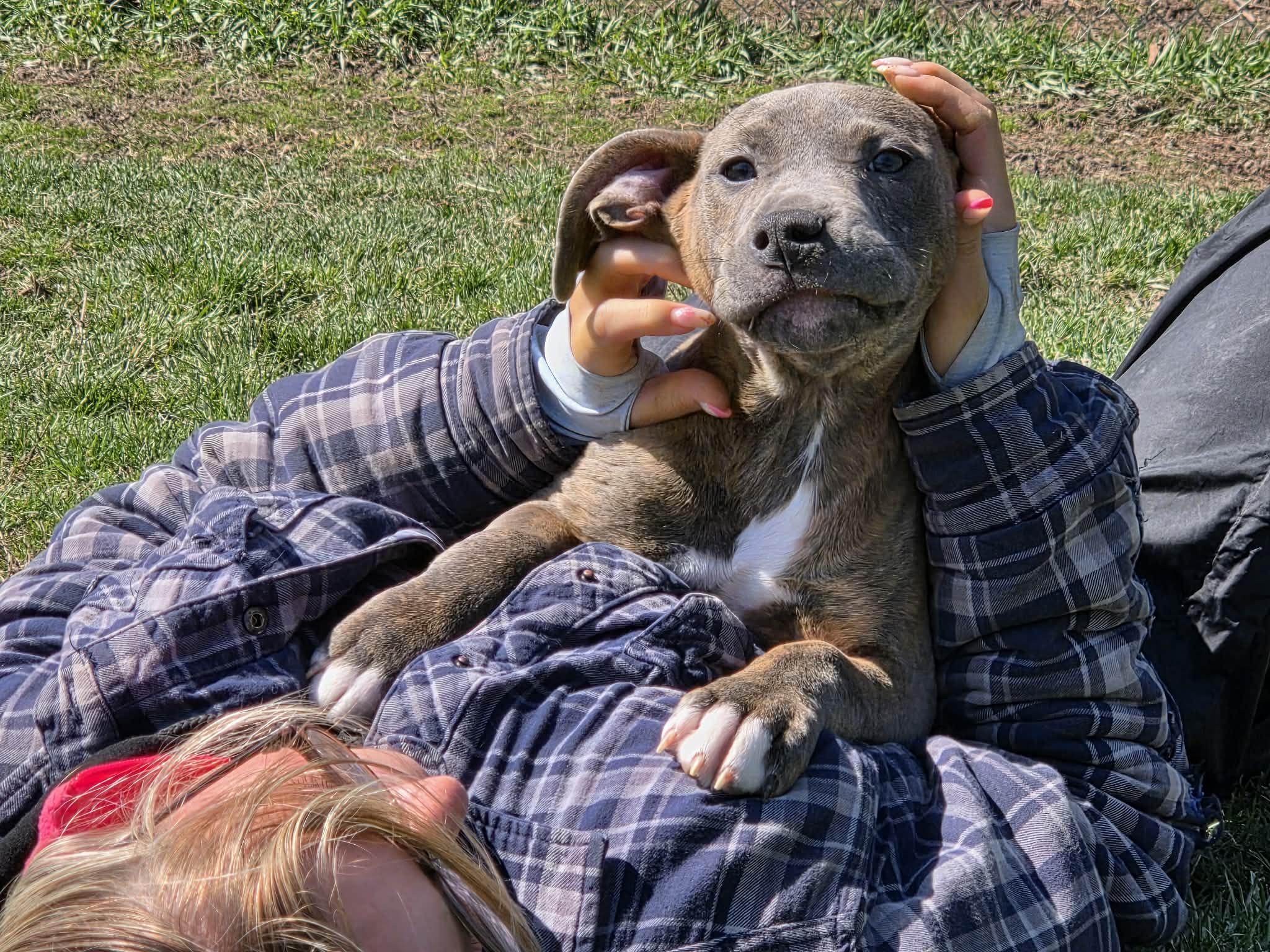 Enlarge Oscar, a ADOPTABLE mixed breed in Appin, ON image 6/6