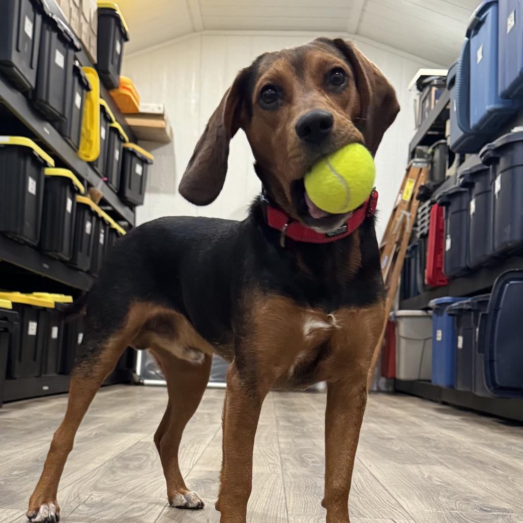 Enlarge Otis, a Adoptable mixed breed in Sullivan, IL image 3/6