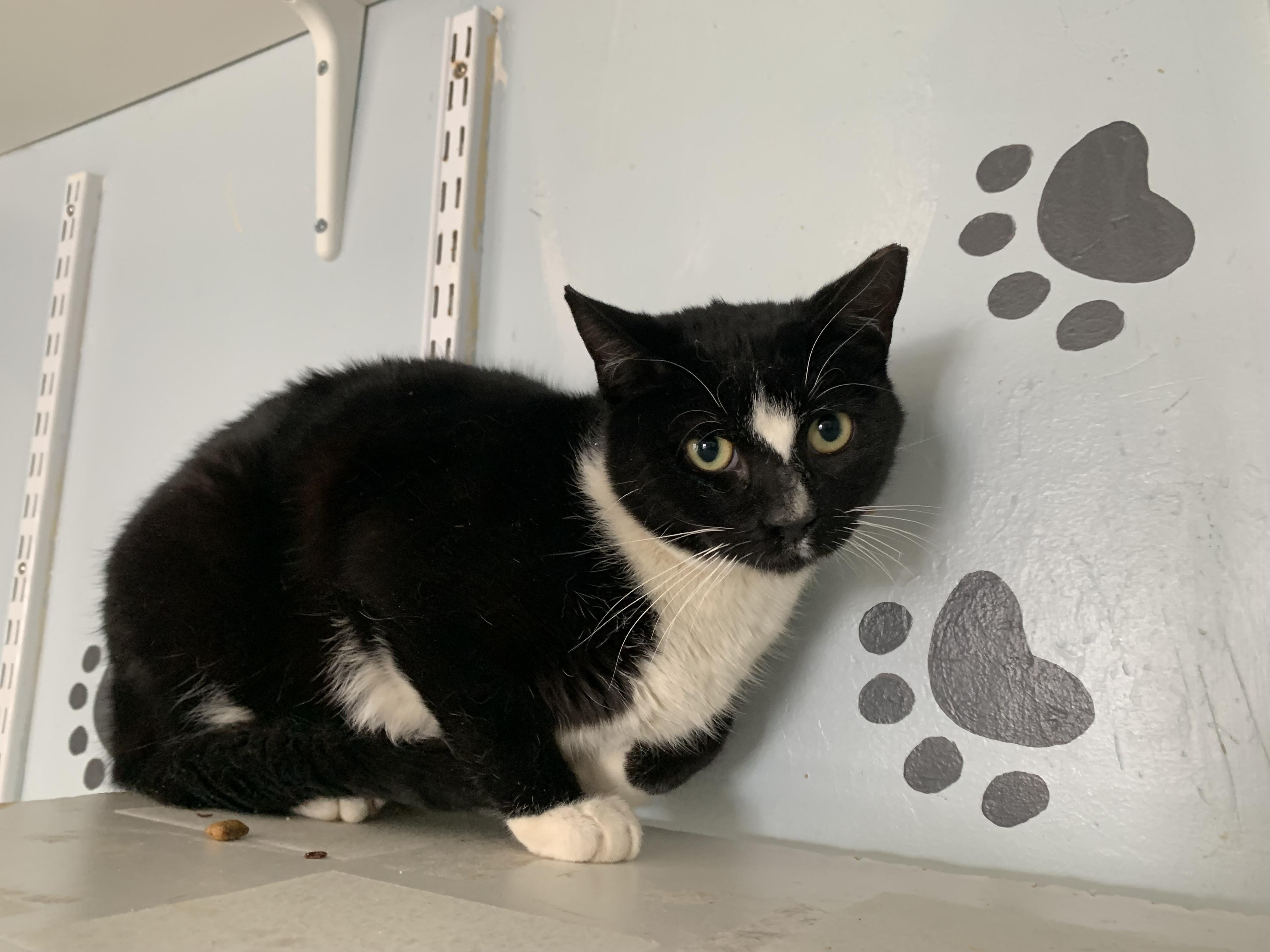 Enlarge Mork, a ADOPTABLE Domestic Short Hair in Salisbury, MA image 2/6