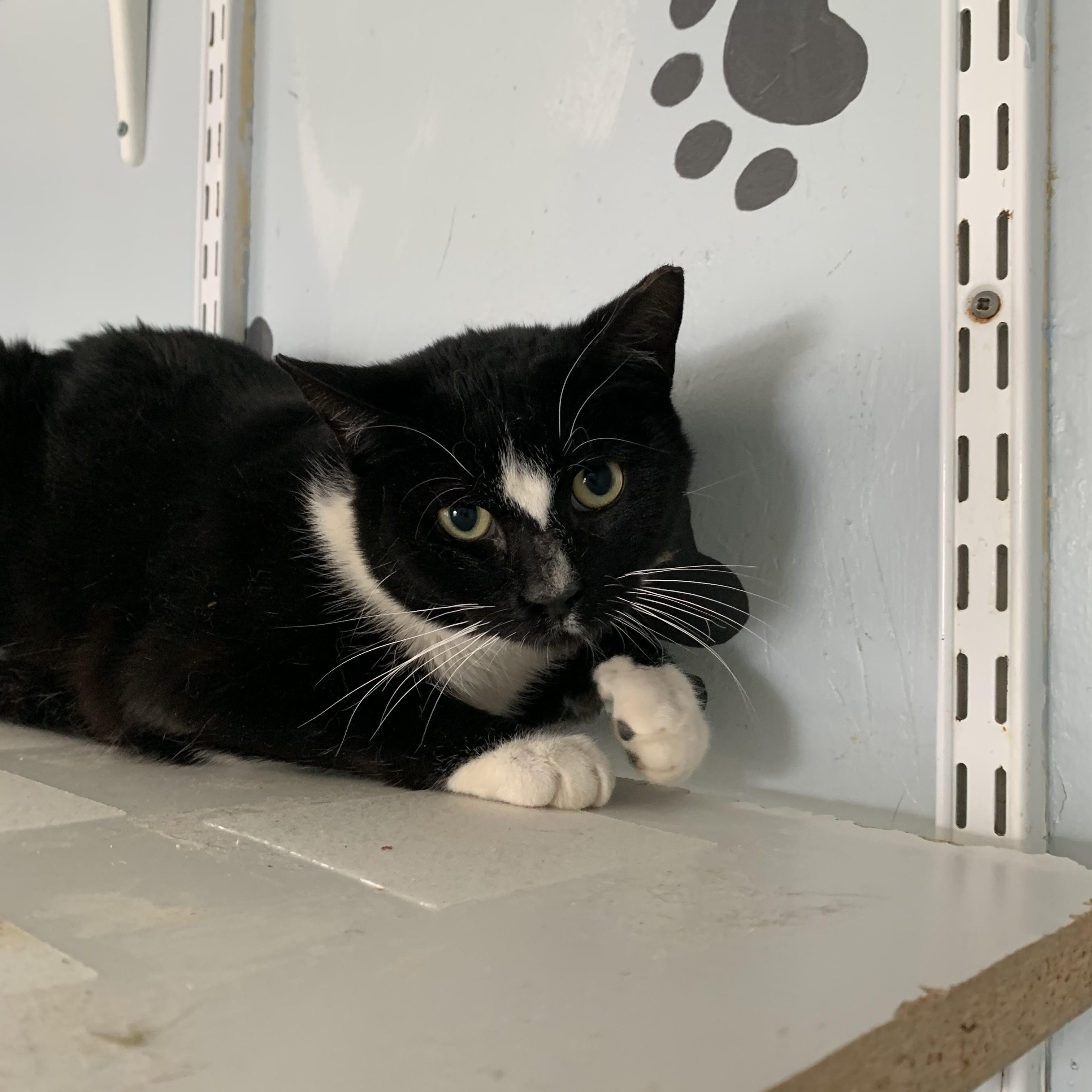 Enlarge Mork, a ADOPTABLE Domestic Short Hair in Salisbury, MA image 6/6