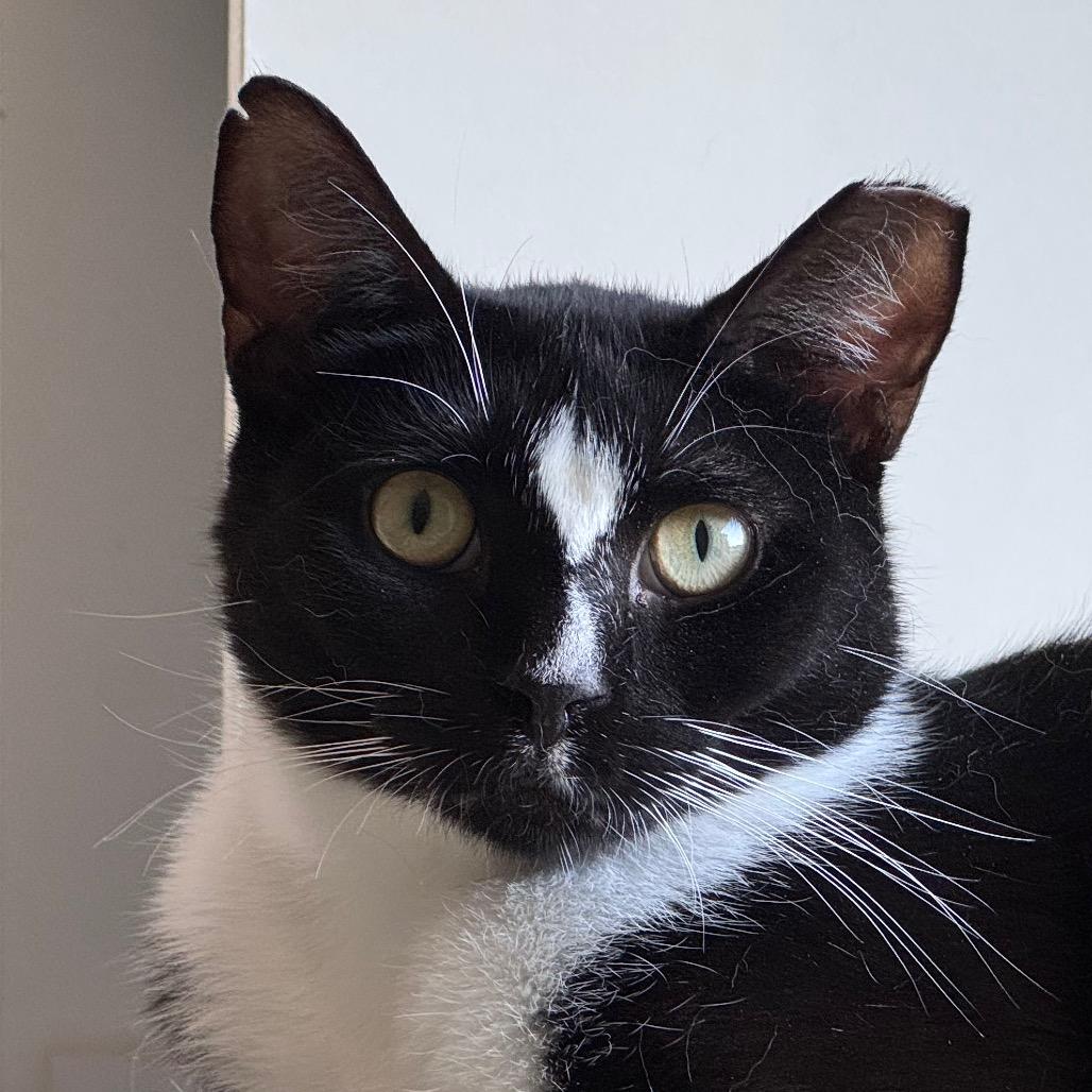 Mork, ADOPTABLE, Adult Male Domestic Short Hair.