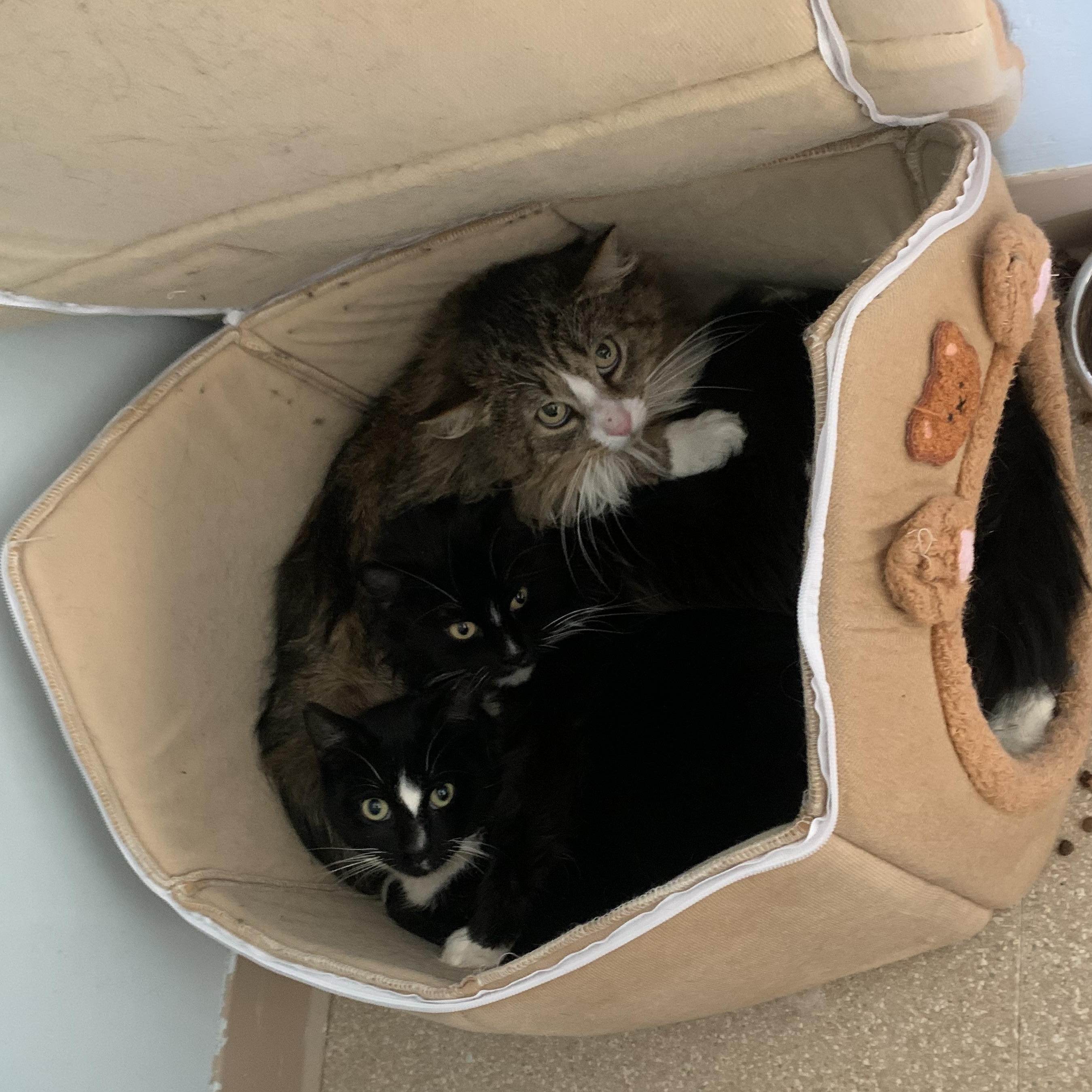 Enlarge Mork, a ADOPTABLE Domestic Short Hair in Salisbury, MA image 5/6