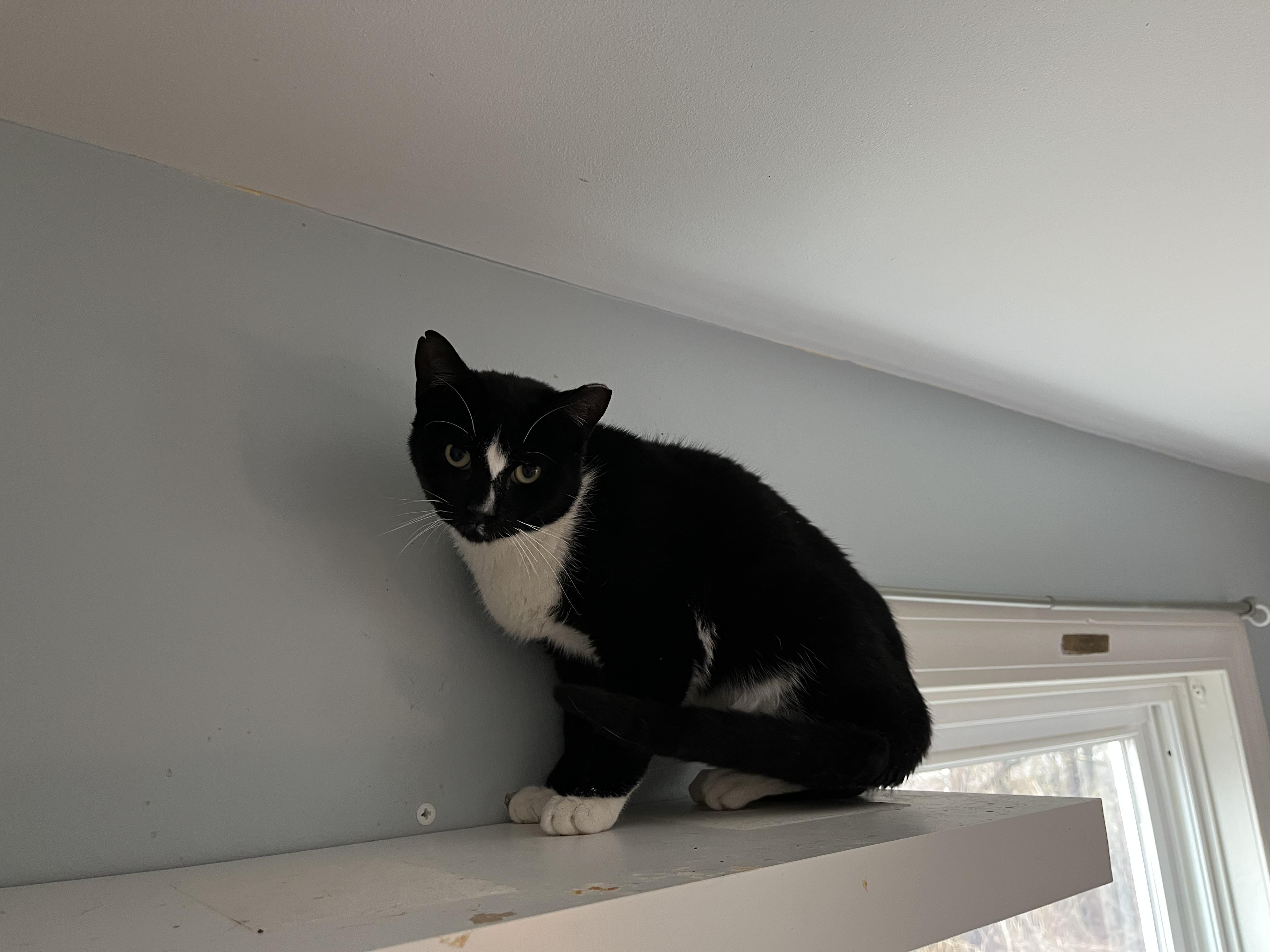 Enlarge Mork, a ADOPTABLE Domestic Short Hair in Salisbury, MA image 4/6