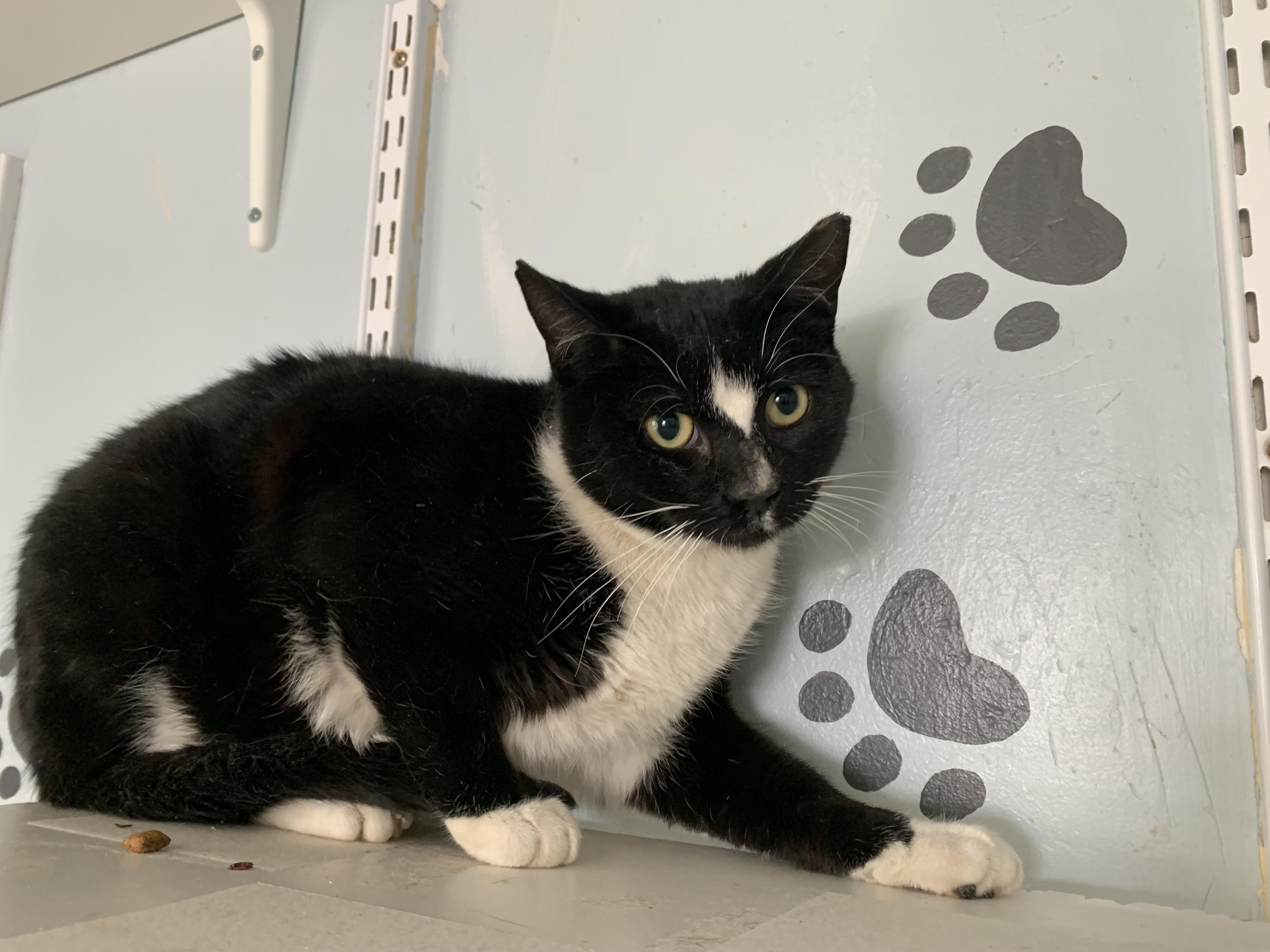 Enlarge Mork, a ADOPTABLE Domestic Short Hair in Salisbury, MA image 1/6