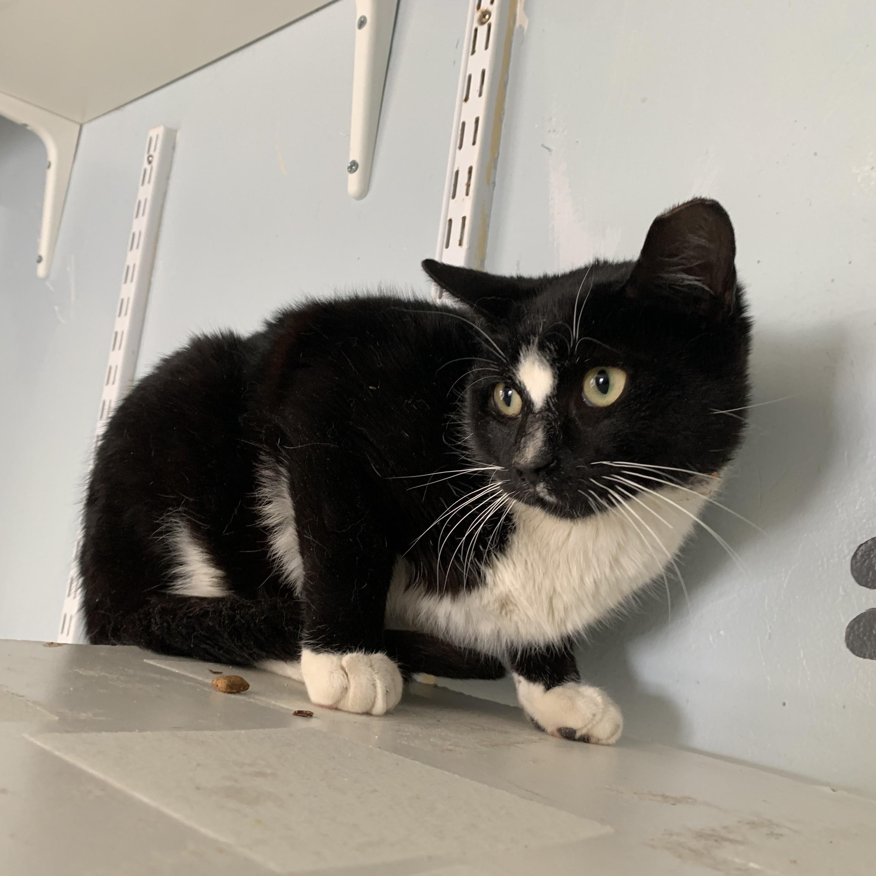 Enlarge Mork, a ADOPTABLE Domestic Short Hair in Salisbury, MA image 3/6