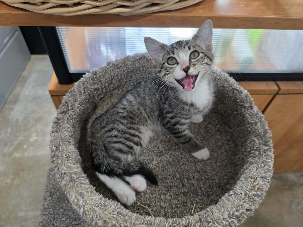 Enlarge Frank, a Adoptable Domestic Medium Hair in Lewisburg, TN image 2/2