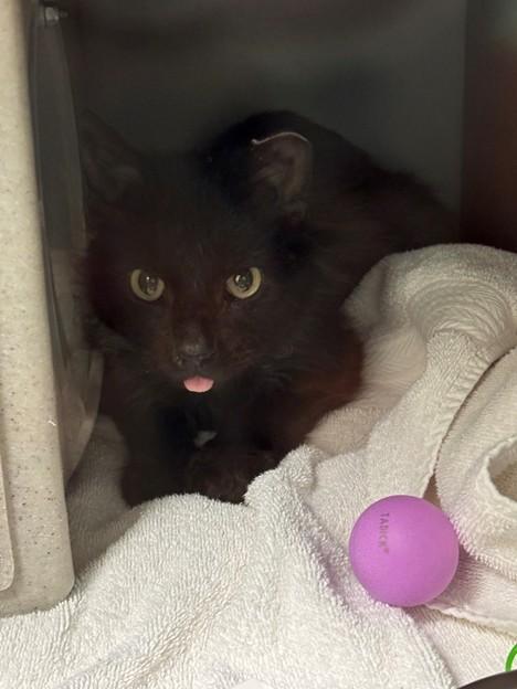 BLAZE, Adoptable, Adult Male Domestic Long Hair.