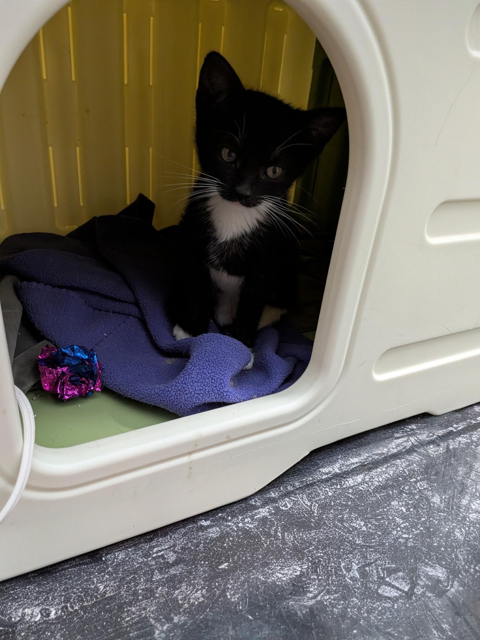 Enlarge Glad, a ADOPTABLE Domestic Short Hair in Oceanside, CA image 2/2