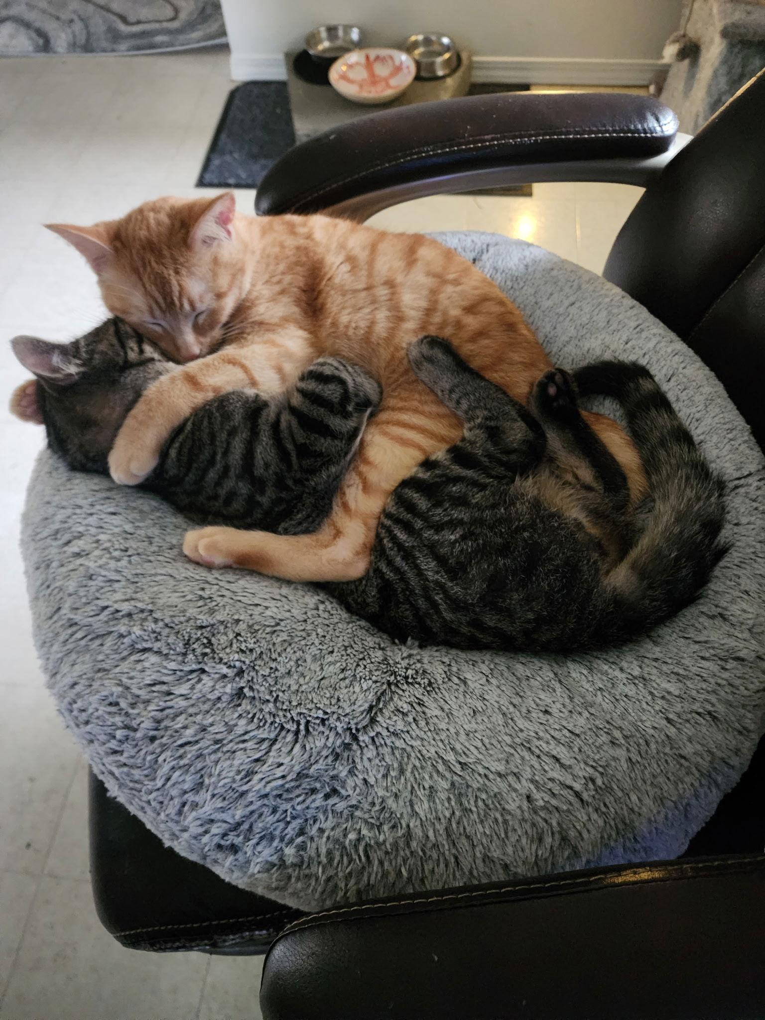 Ace & Luffy, Adoptable, Young Male Domestic Short Hair.