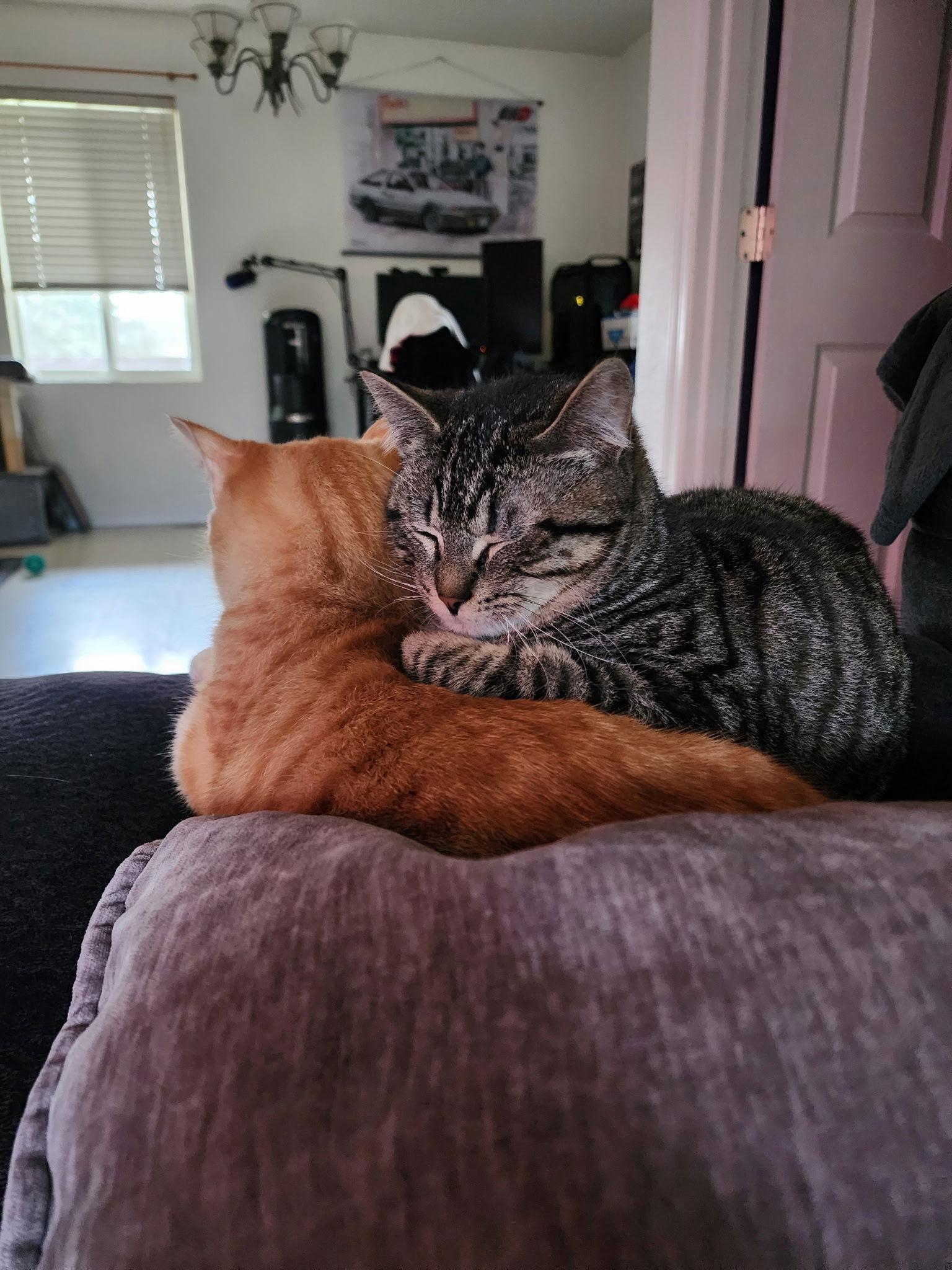 Ace & Luffy, a Adoptable Domestic Short Hair in Burlington, WA image 2/3