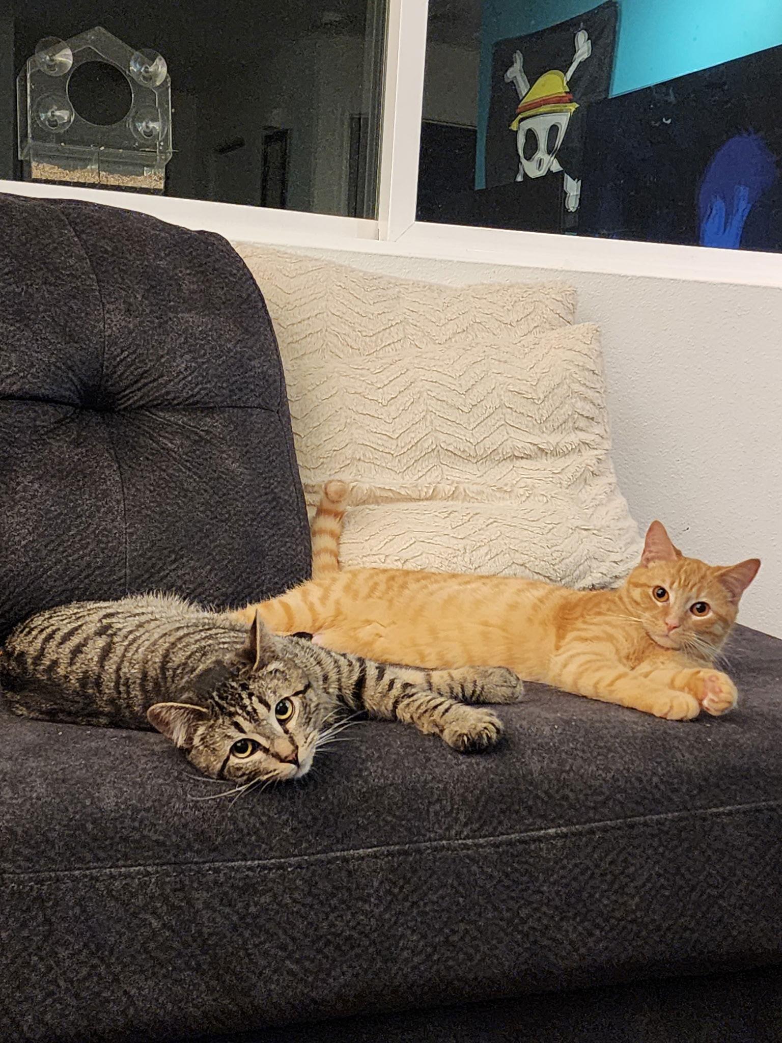 Ace & Luffy, a Adoptable Domestic Short Hair in Burlington, WA image 3/3