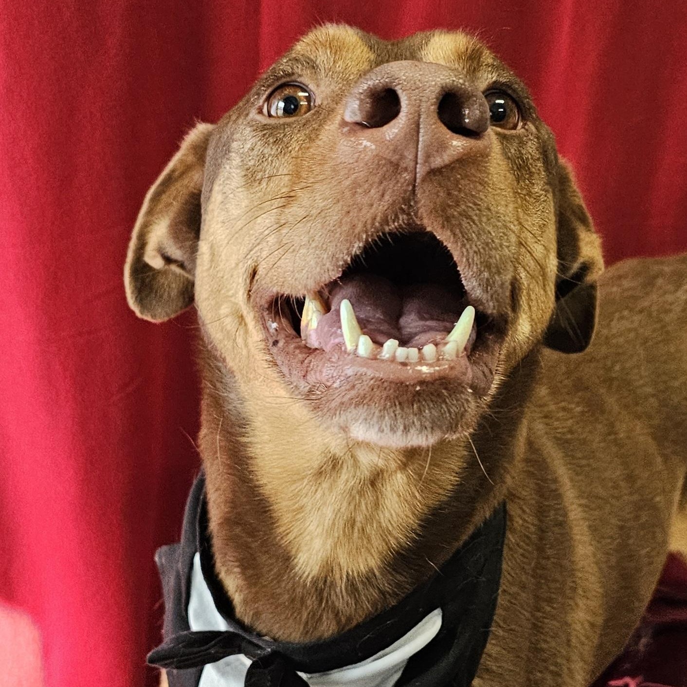 Dale, a ADOPTABLE mixed breed in Lowell, AR image 6/6