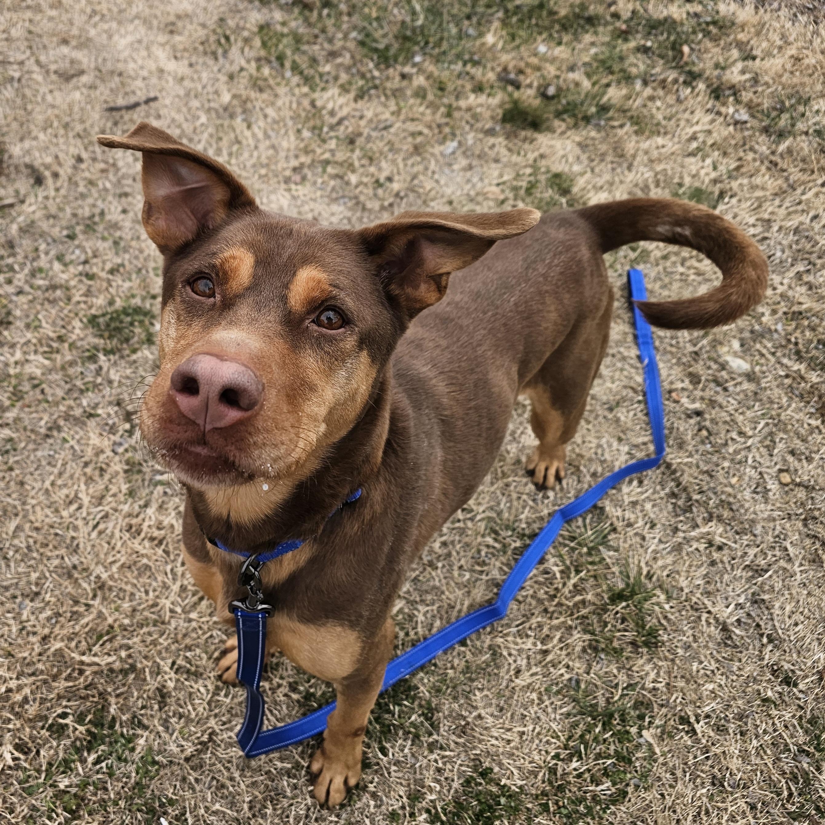 Dale, a ADOPTABLE mixed breed in Lowell, AR image 3/6