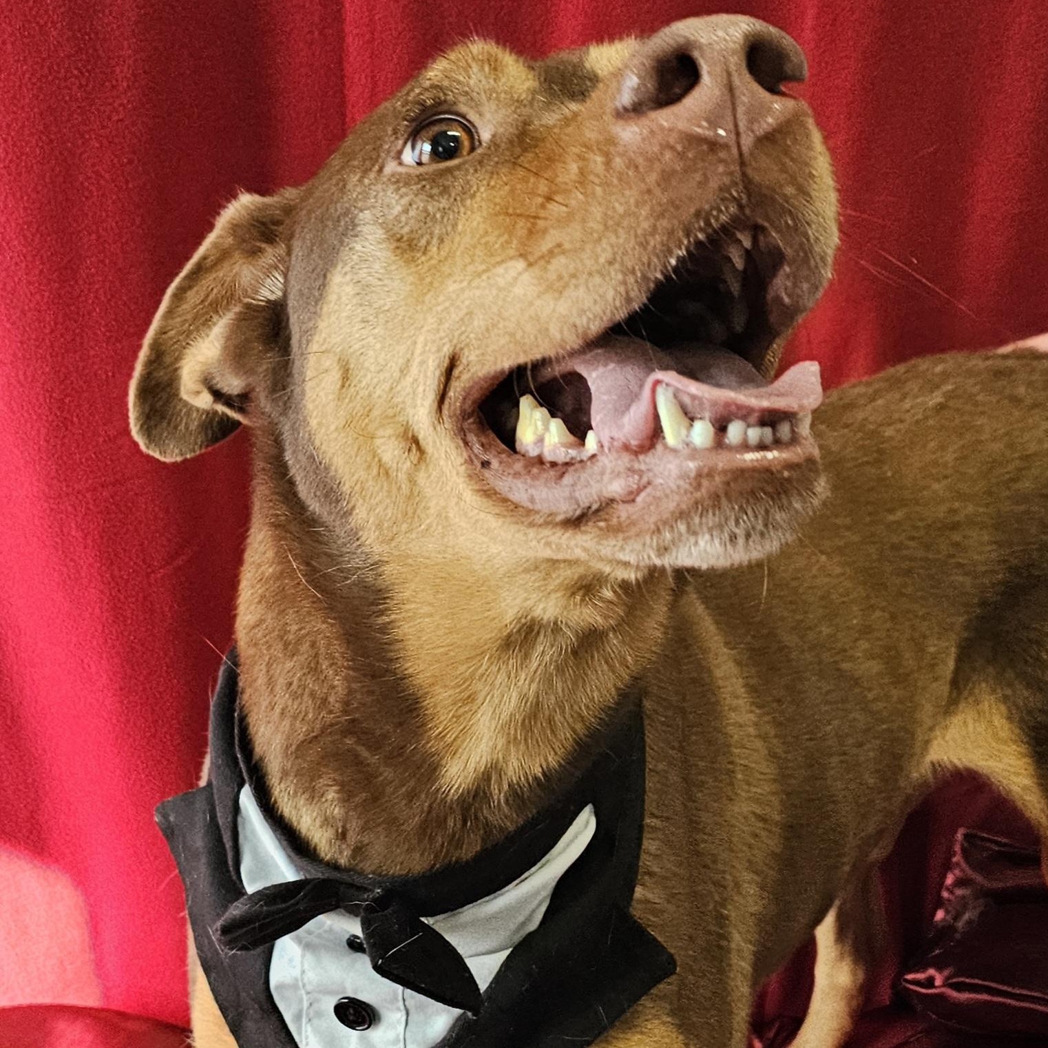 Dale, a ADOPTABLE mixed breed in Lowell, AR image 1/6