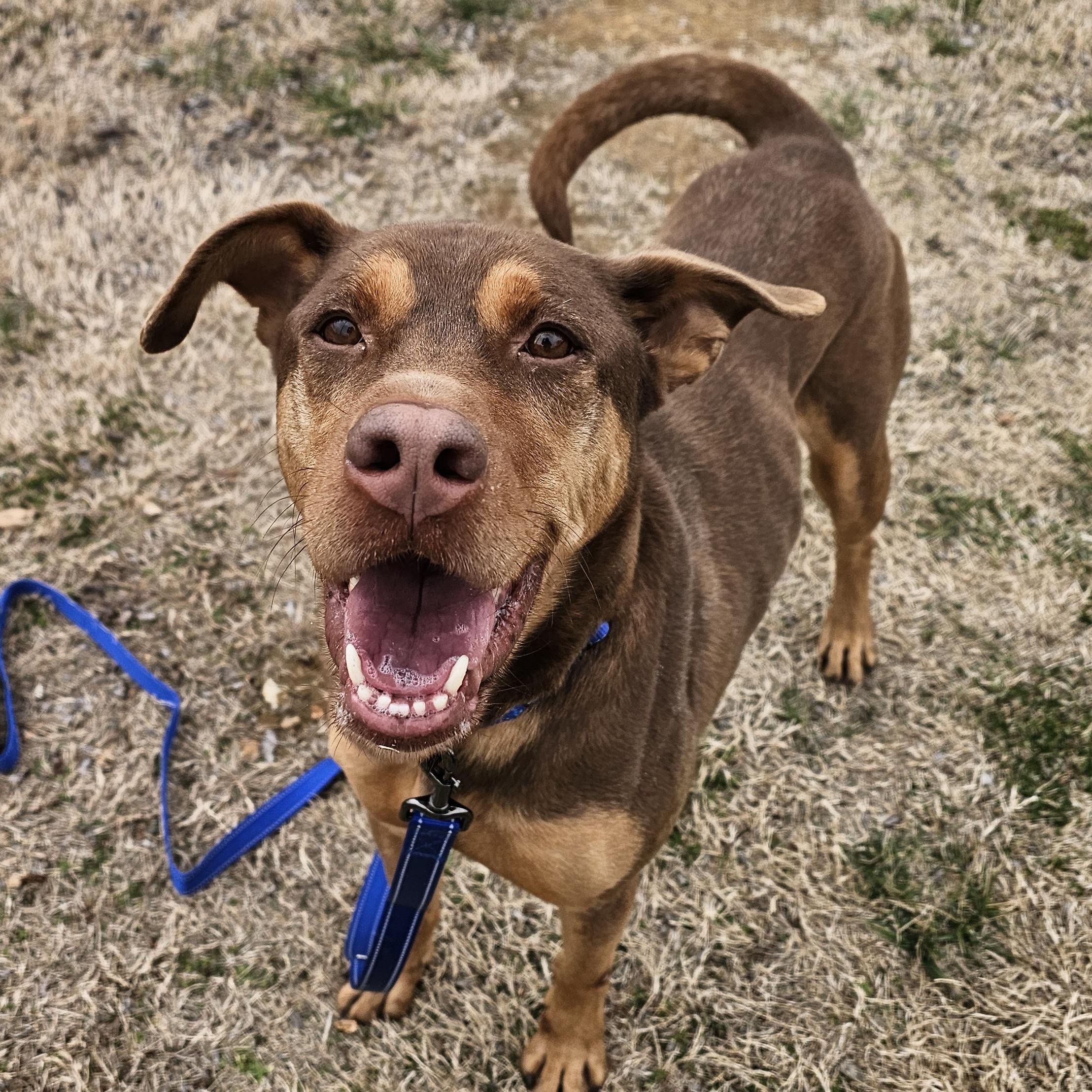 Dale, a ADOPTABLE mixed breed in Lowell, AR image 4/6