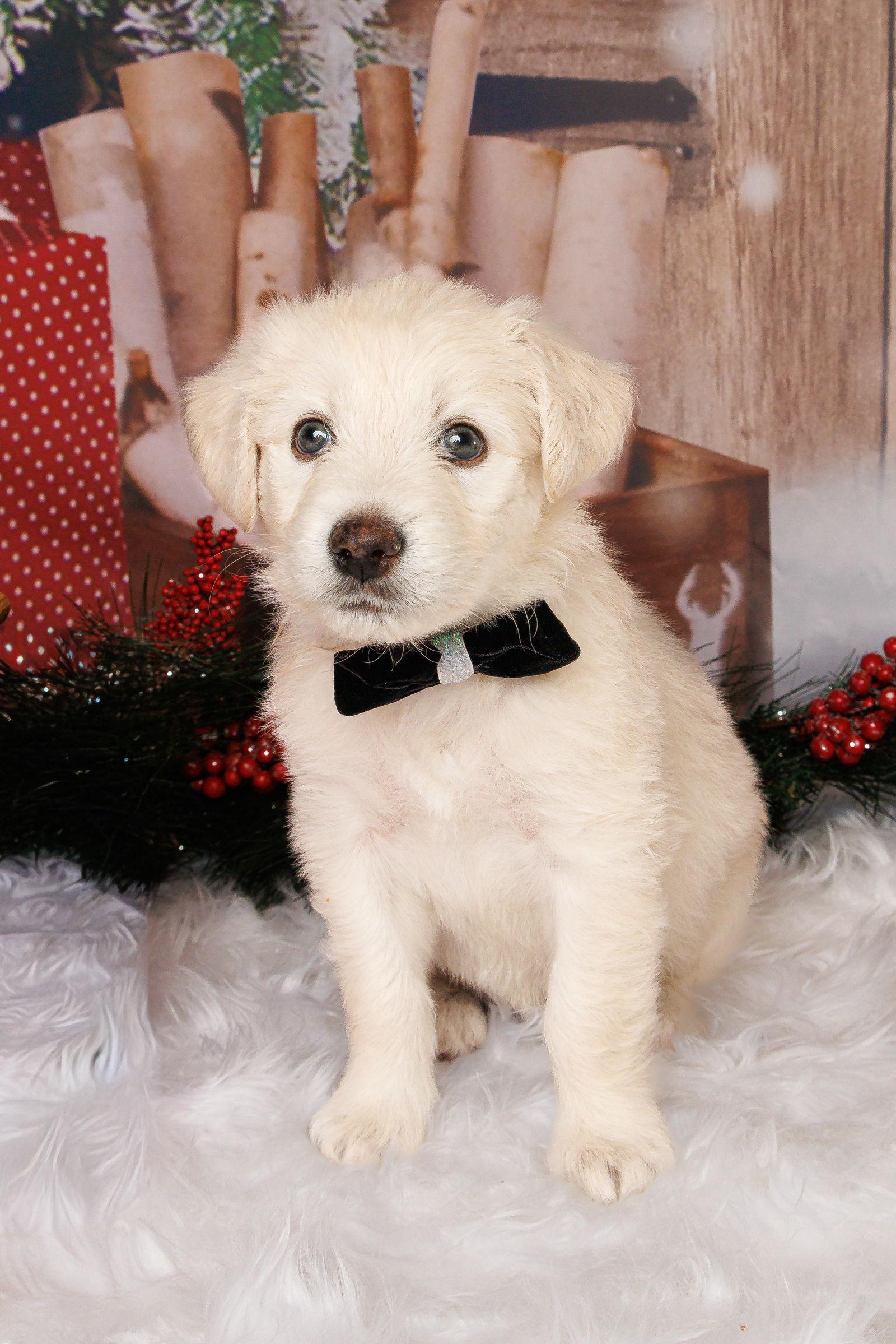 Blizzard thumbnail 3