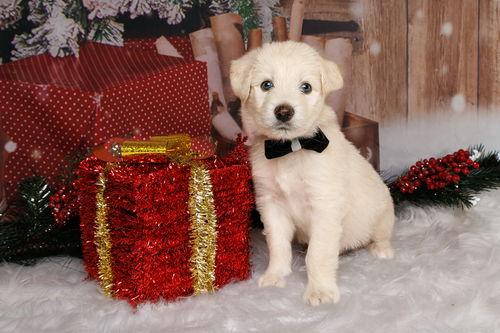 Blizzard thumbnail 4