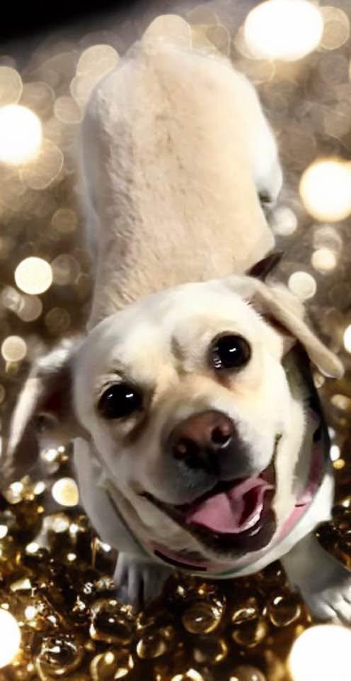 Enlarge Korra, a ADOPTABLE mixed breed in Las Vegas, NV image 2/3