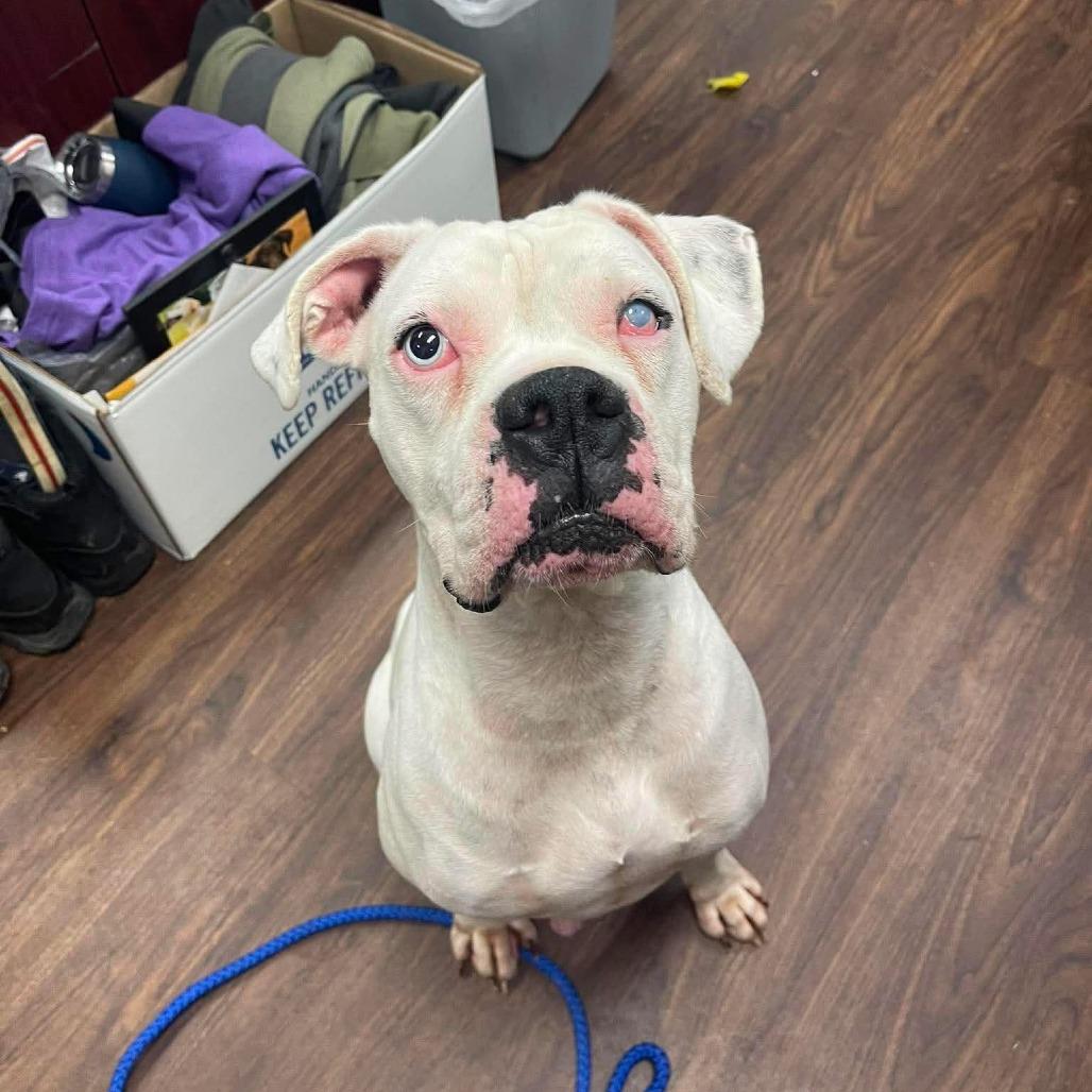 Tater, Adoptable, Adult Male Boxer & Mixed Breed.