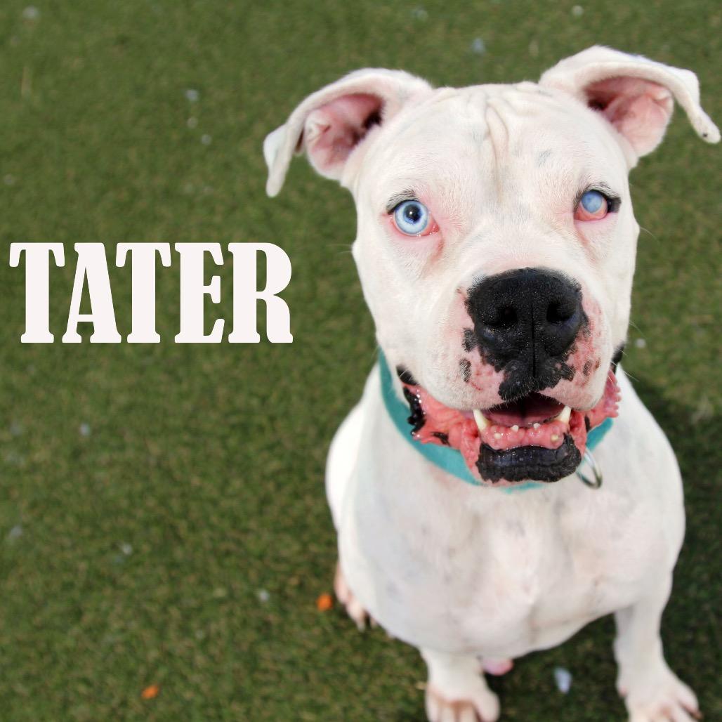 Enlarge Tater, a Adoptable mixed breed in Mooresville, NC image 2/3